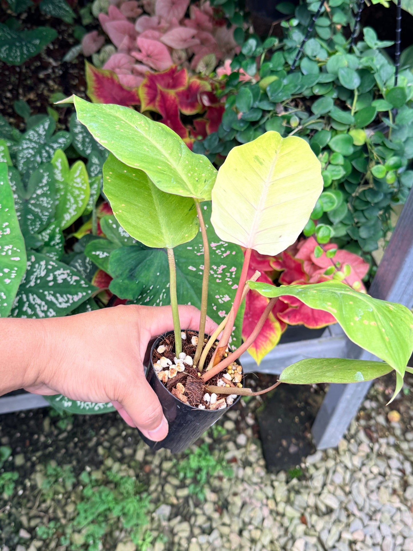 Philodendron 'Snow Drift' M22