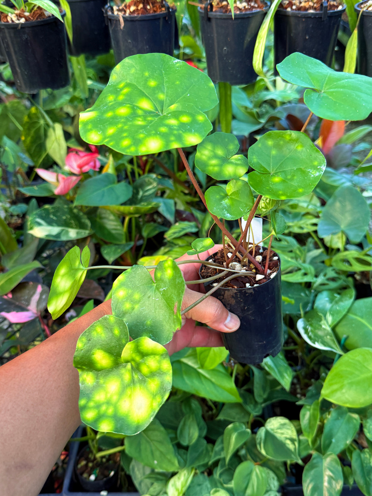 Farfugium japonicum 'Leopard Plant' V7