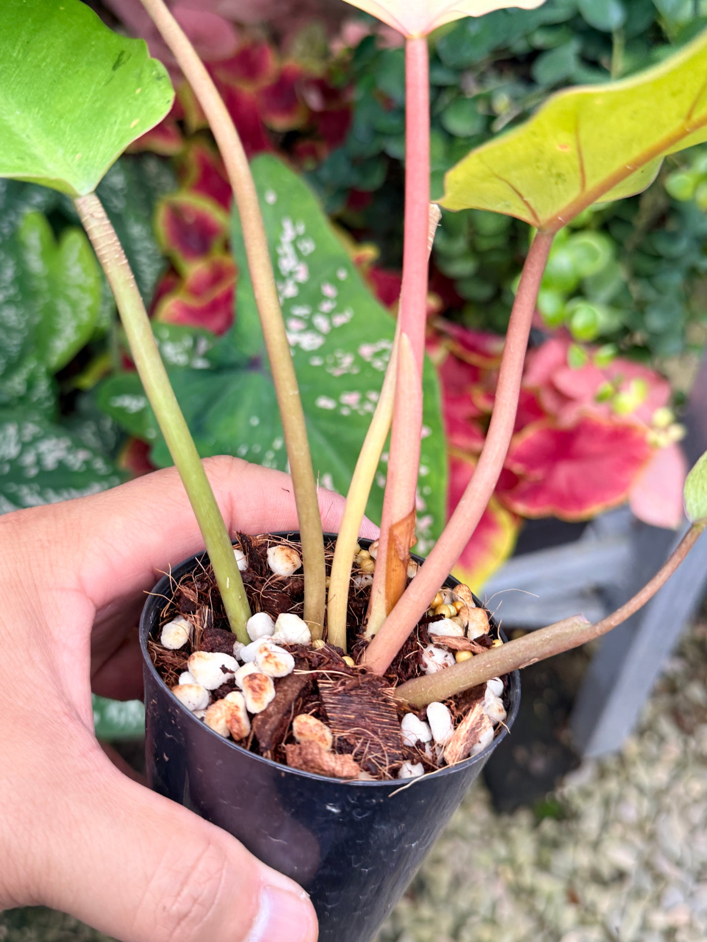 Philodendron 'Snow Drift' M22