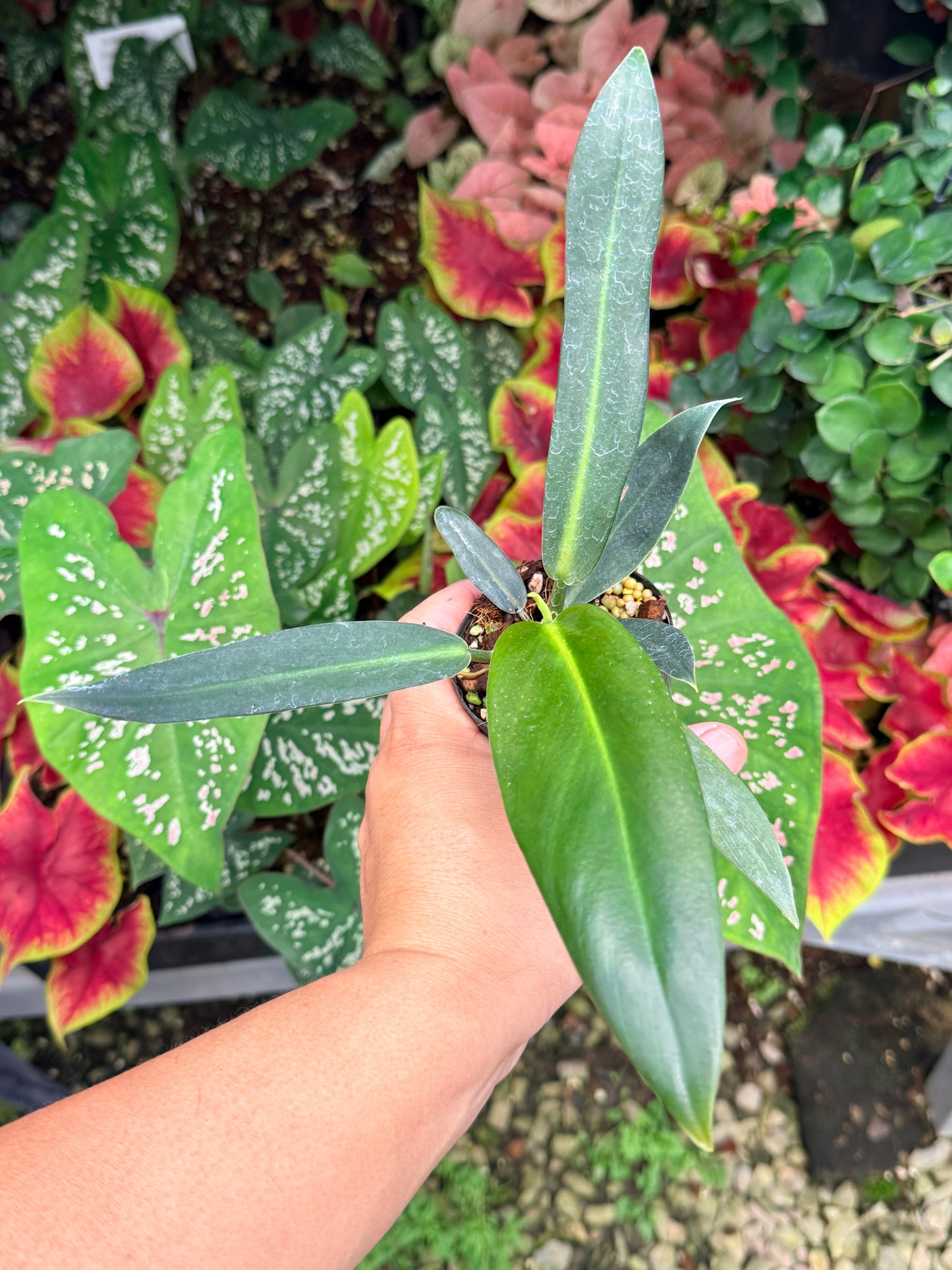 Philodendron linnaei M24