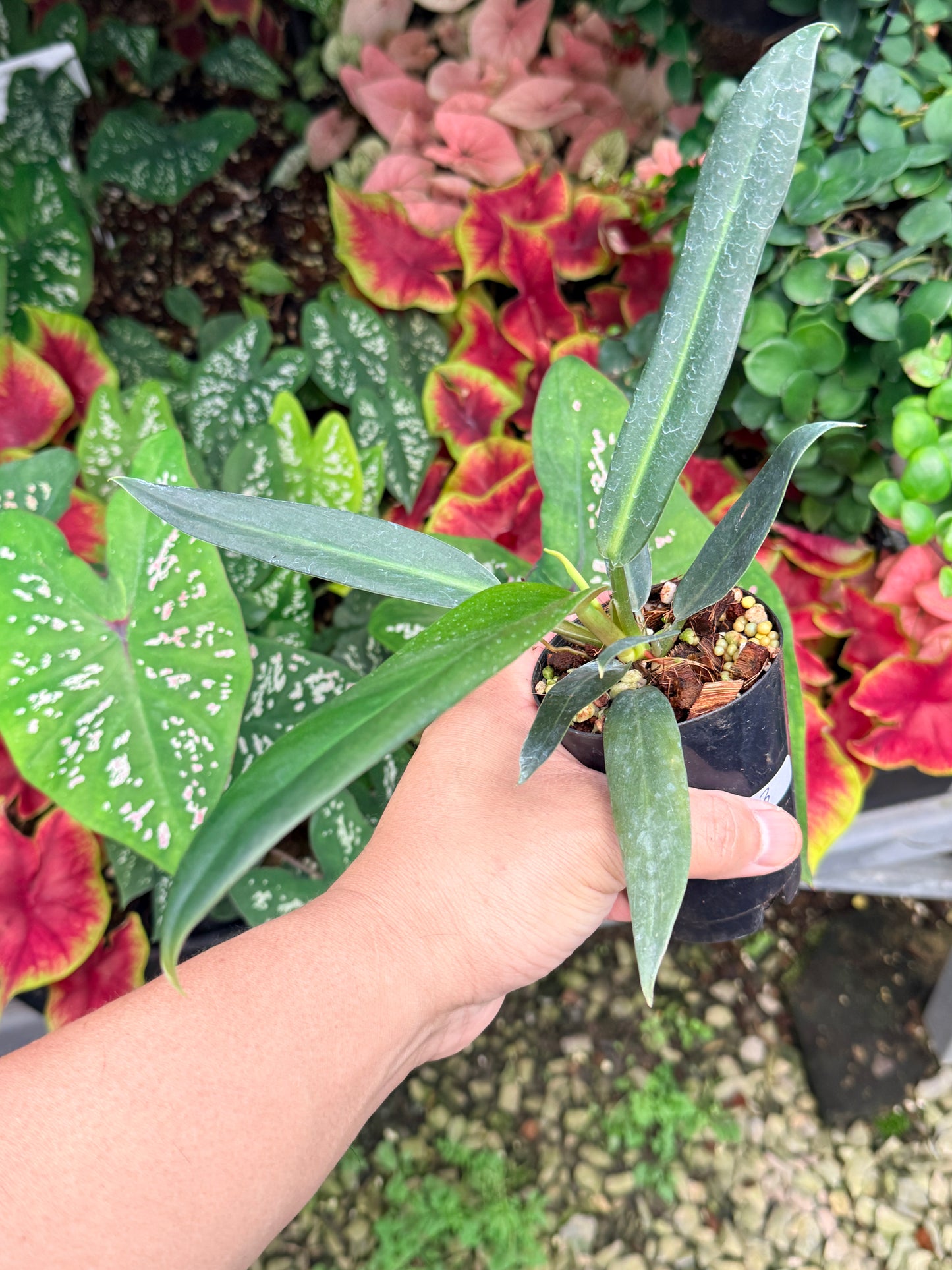 Philodendron linnaei M24