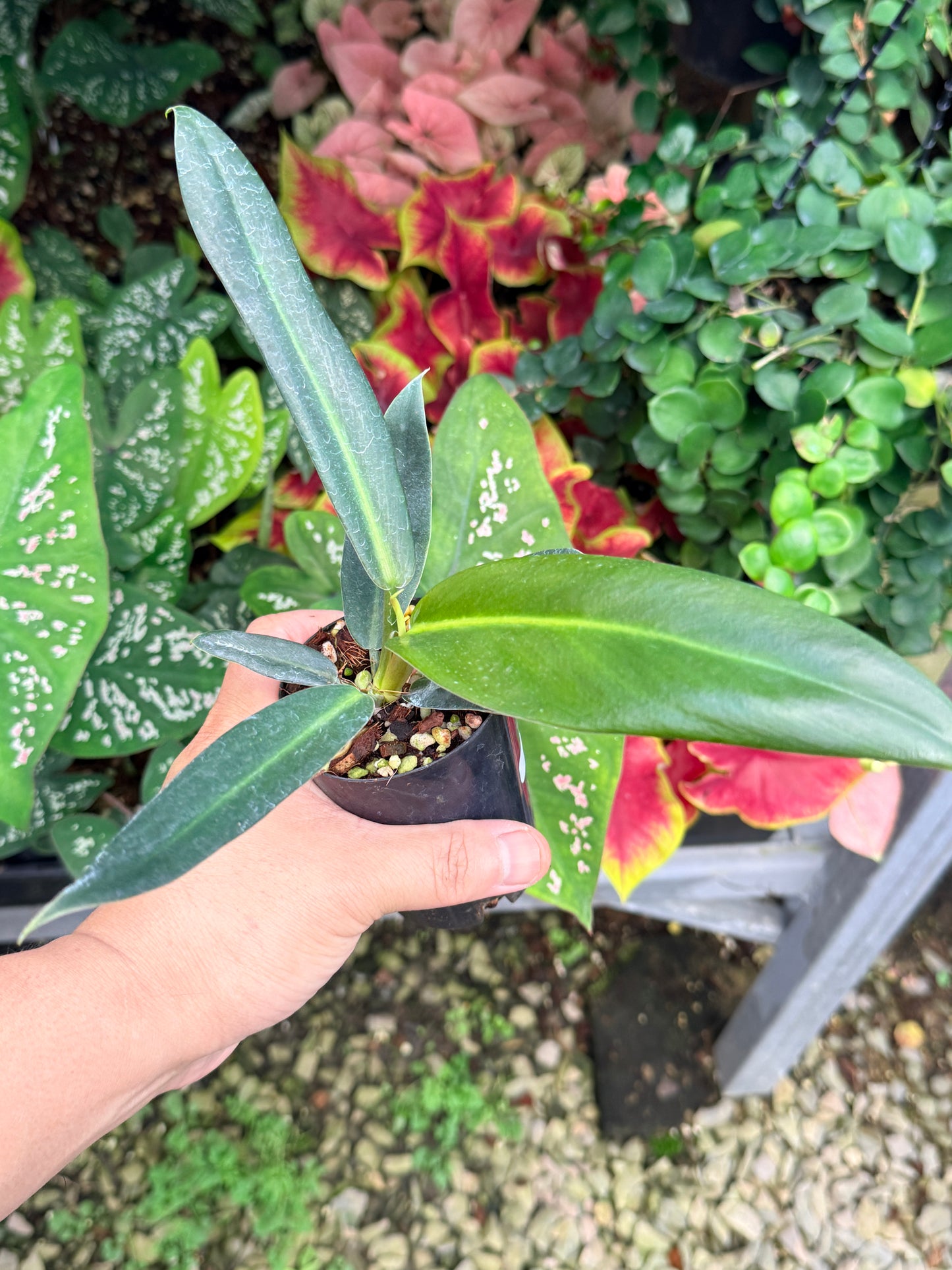 Philodendron linnaei M24