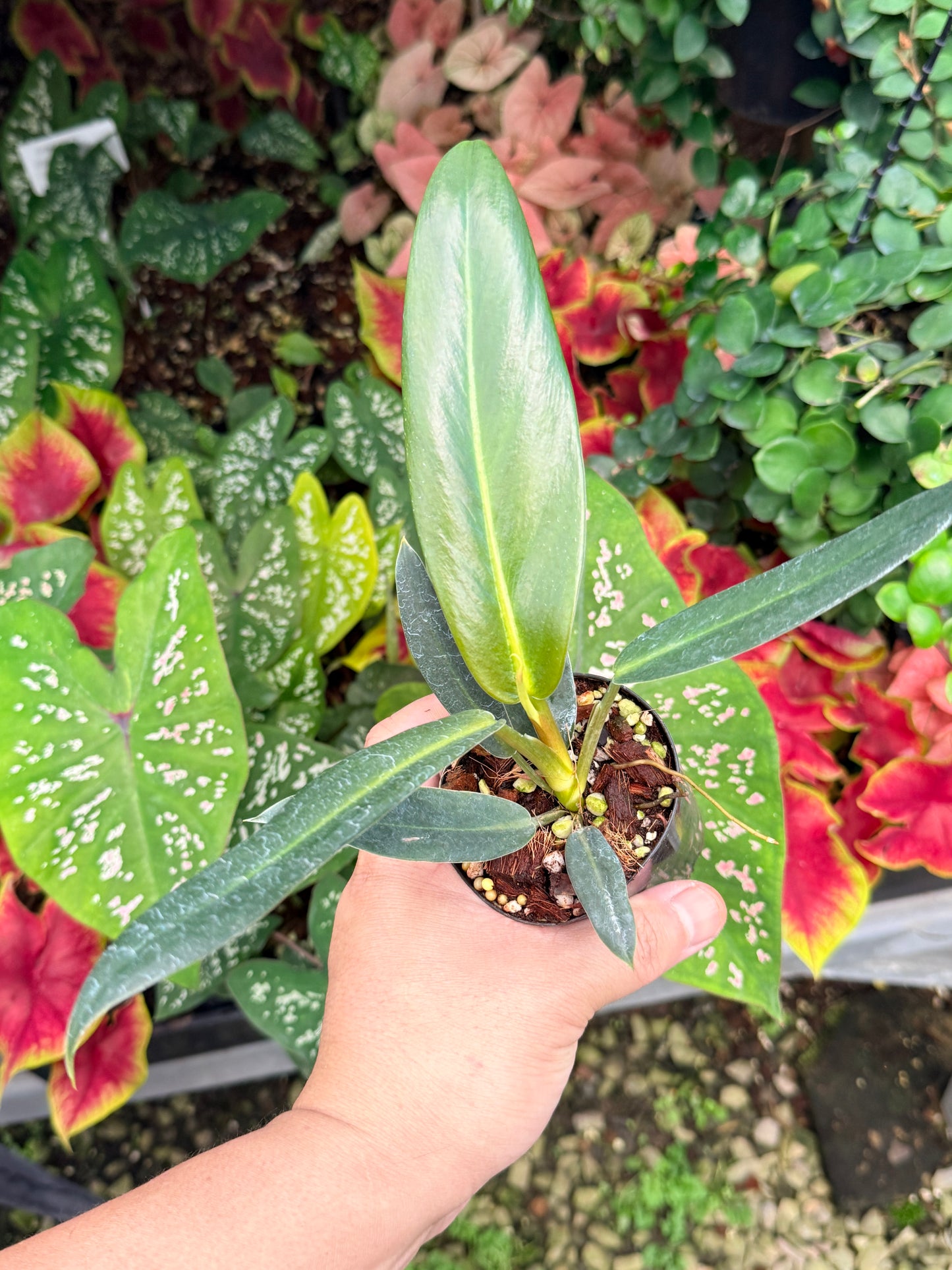 Philodendron linnaei M24