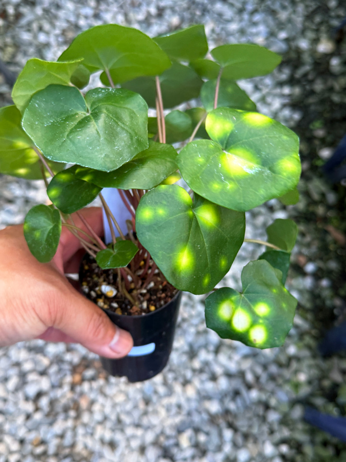 Farfugium japonicum 'Leopard Plant' V4