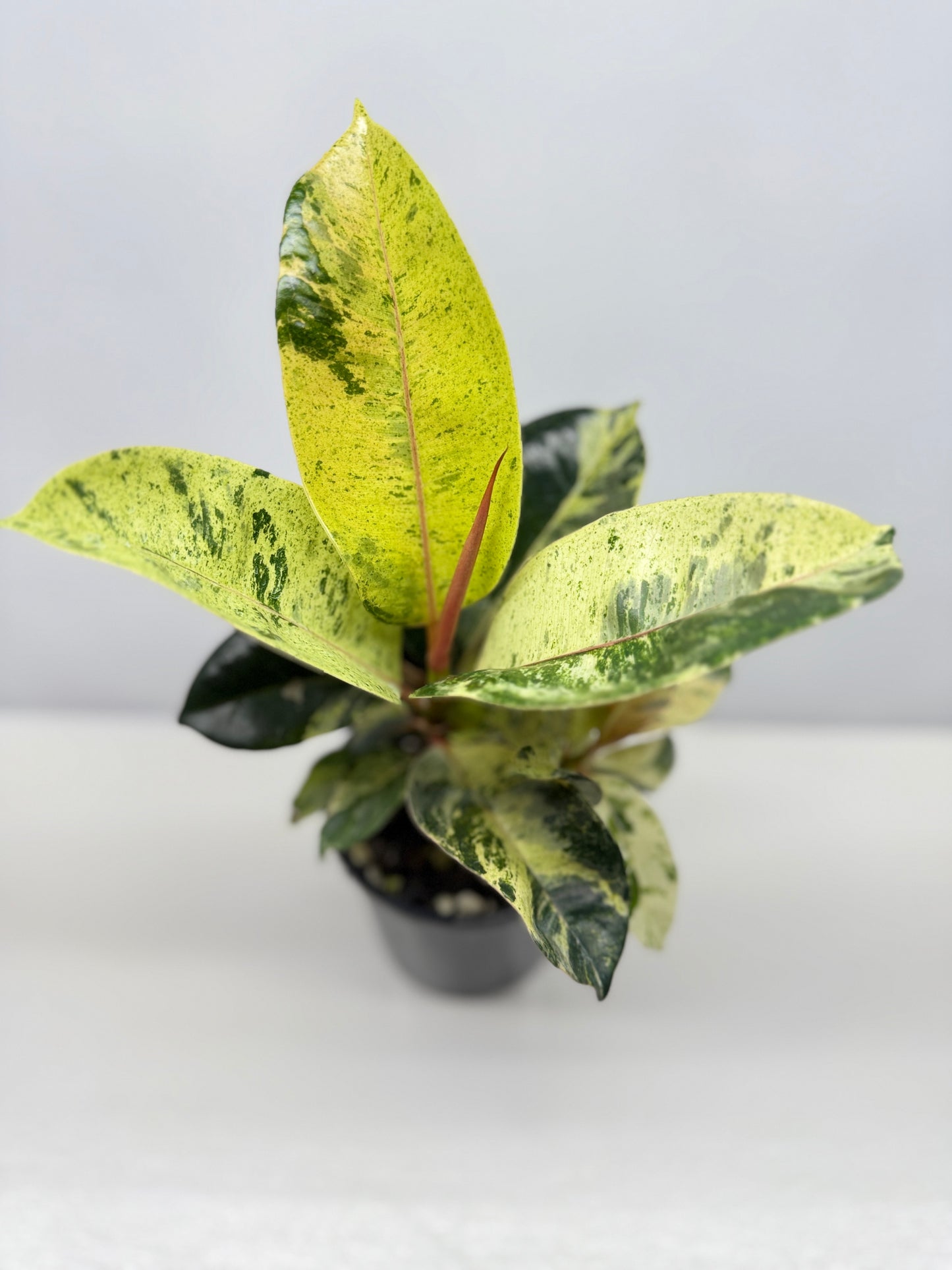 Ficus Shivereana Y23