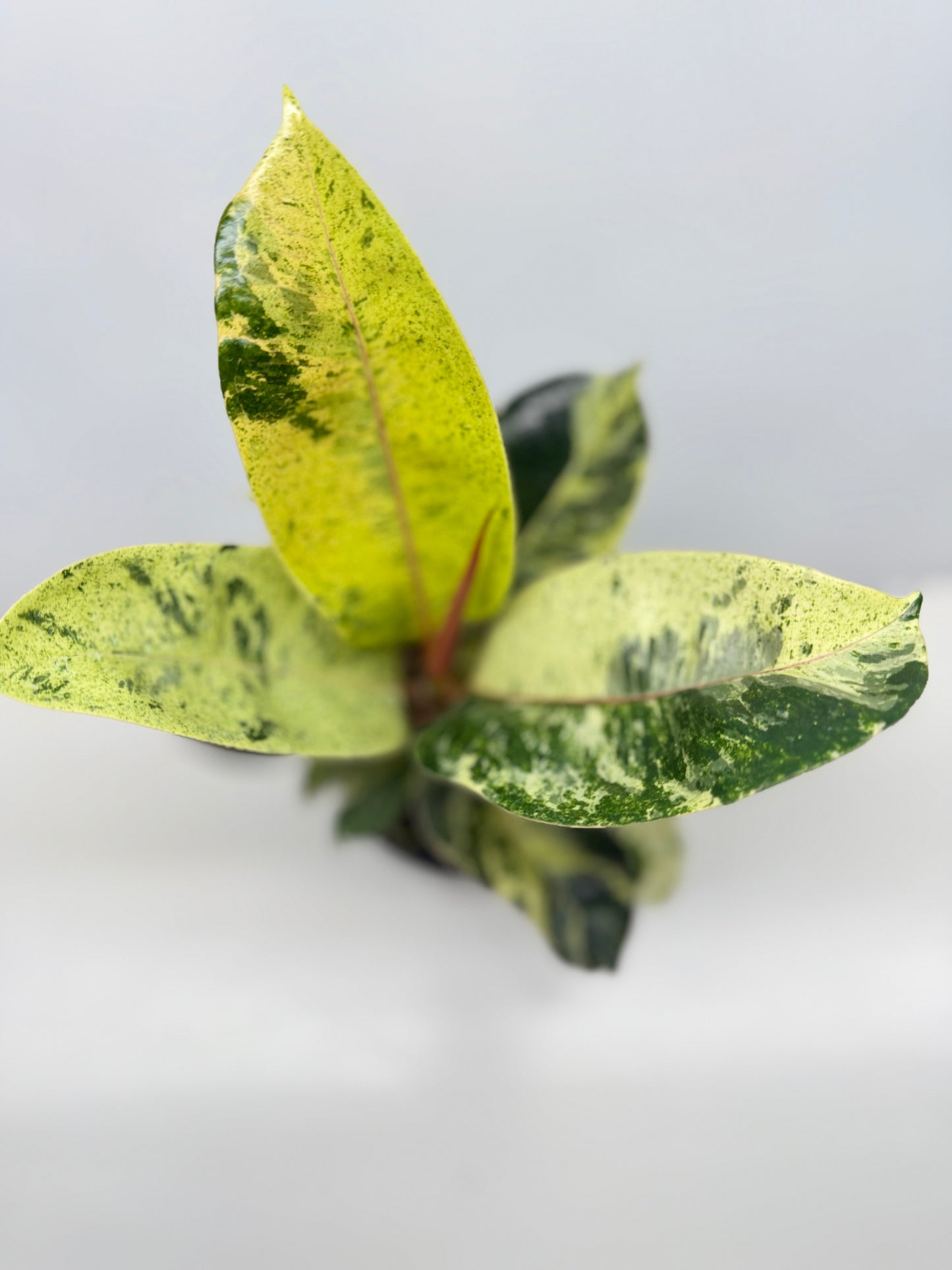 Ficus Shivereana Y23