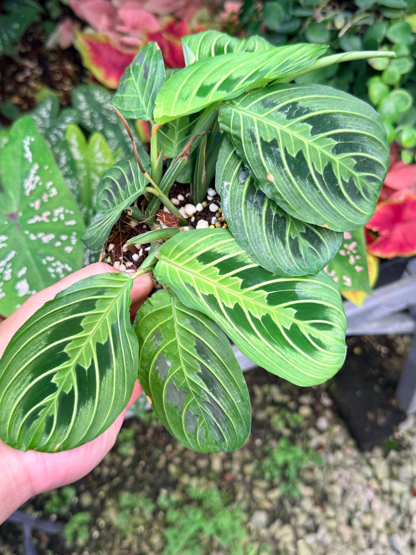 Maranta 'Lemon Lime' N54