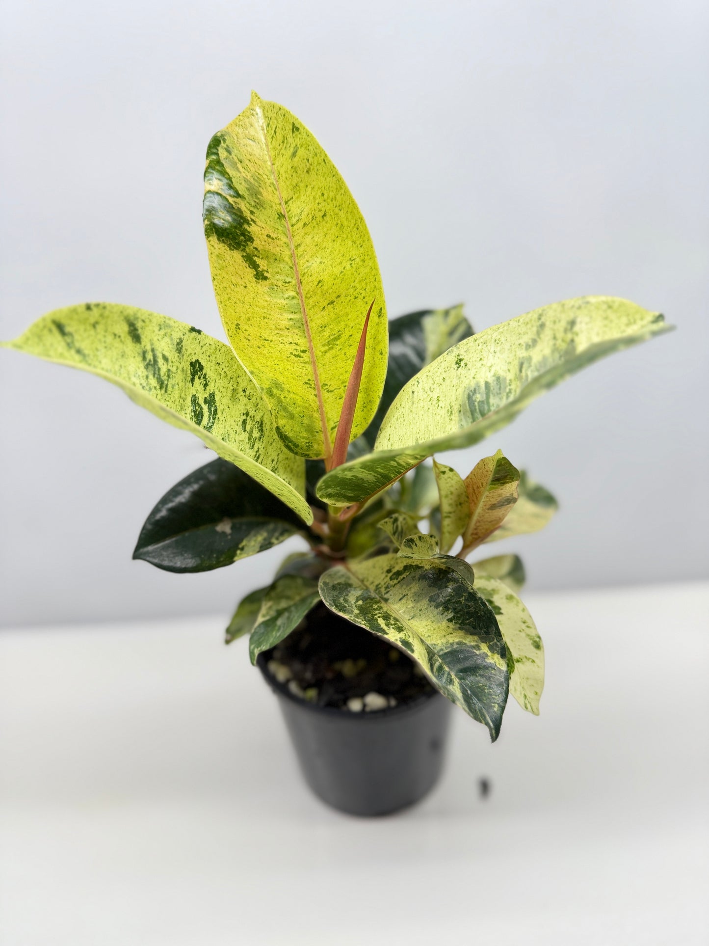 Ficus Shivereana Y23