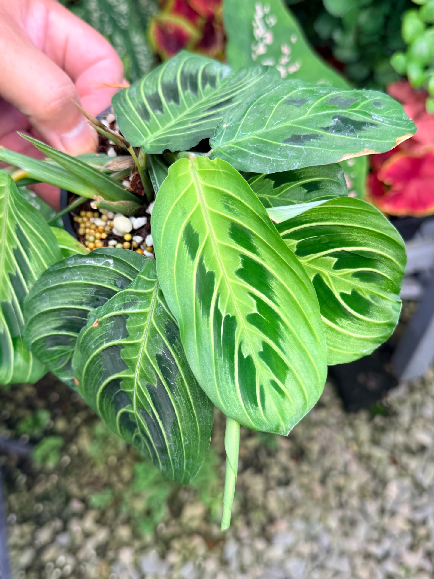 Maranta 'Lemon Lime' N54