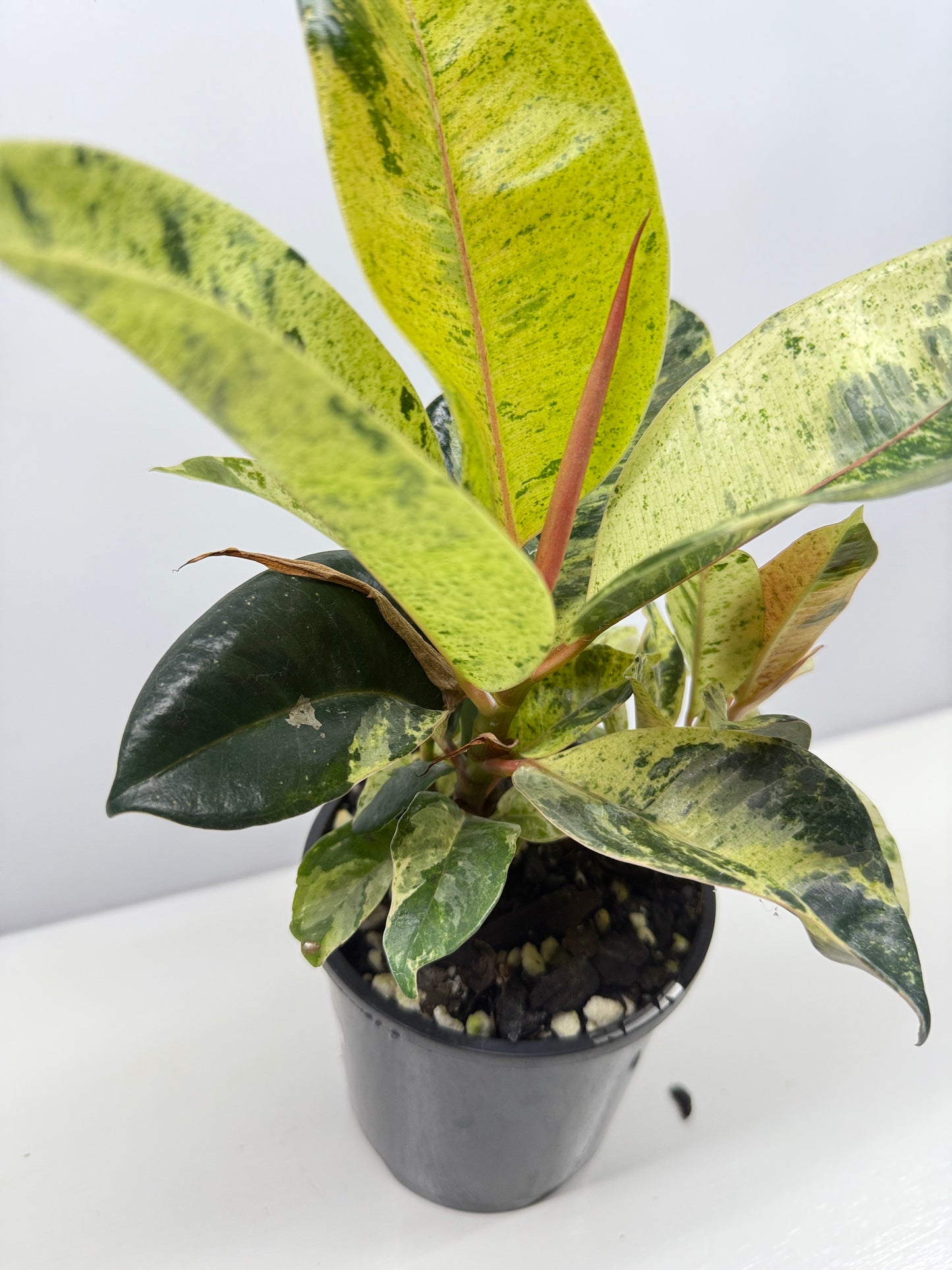 Ficus Shivereana Y23