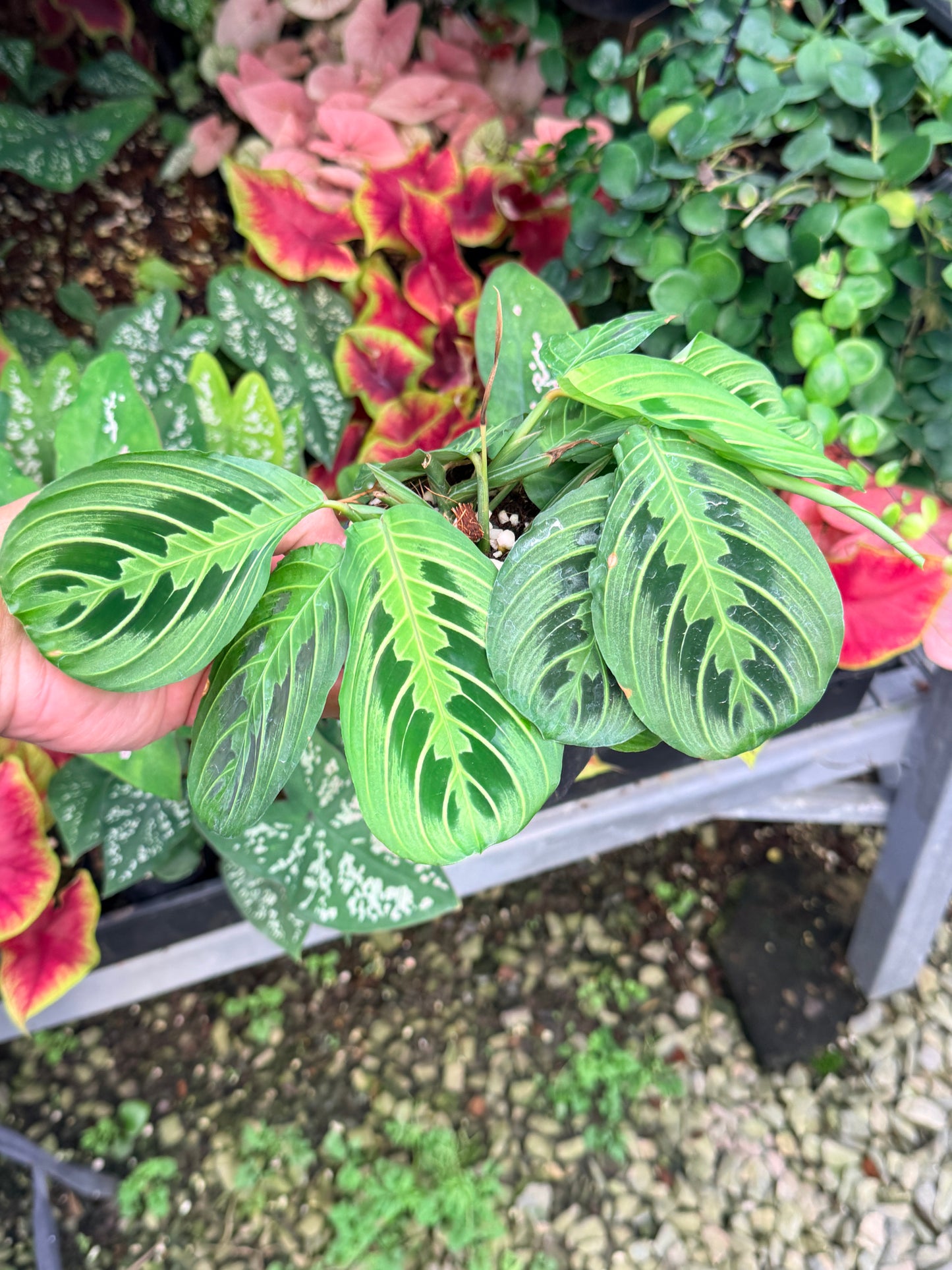 Maranta 'Lemon Lime' N54