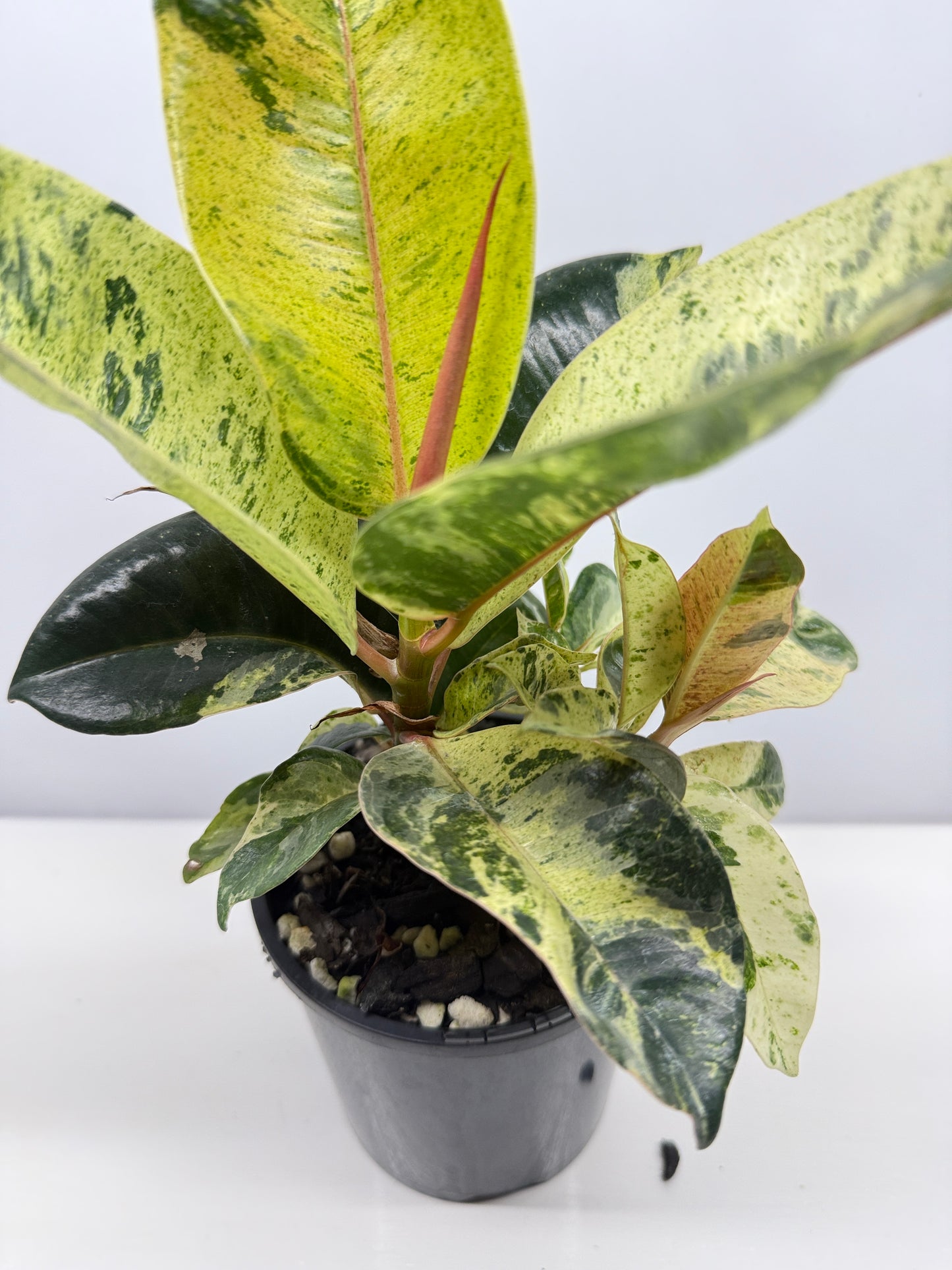 Ficus Shivereana Y23