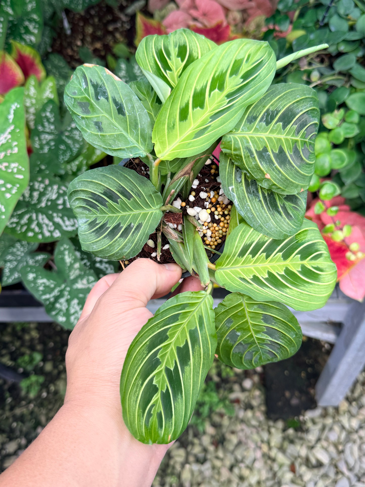 Maranta 'Lemon Lime' N54