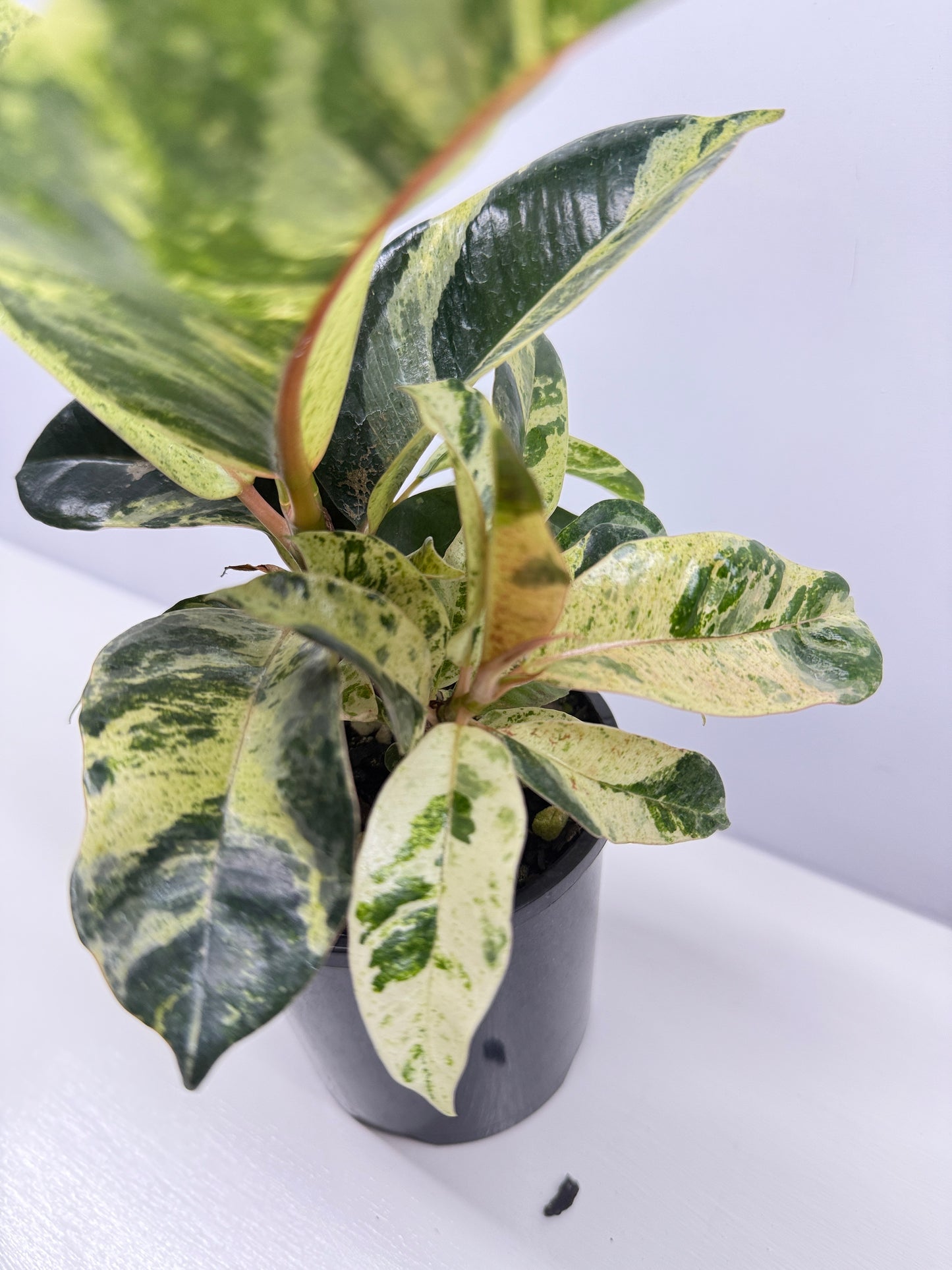 Ficus Shivereana Y23