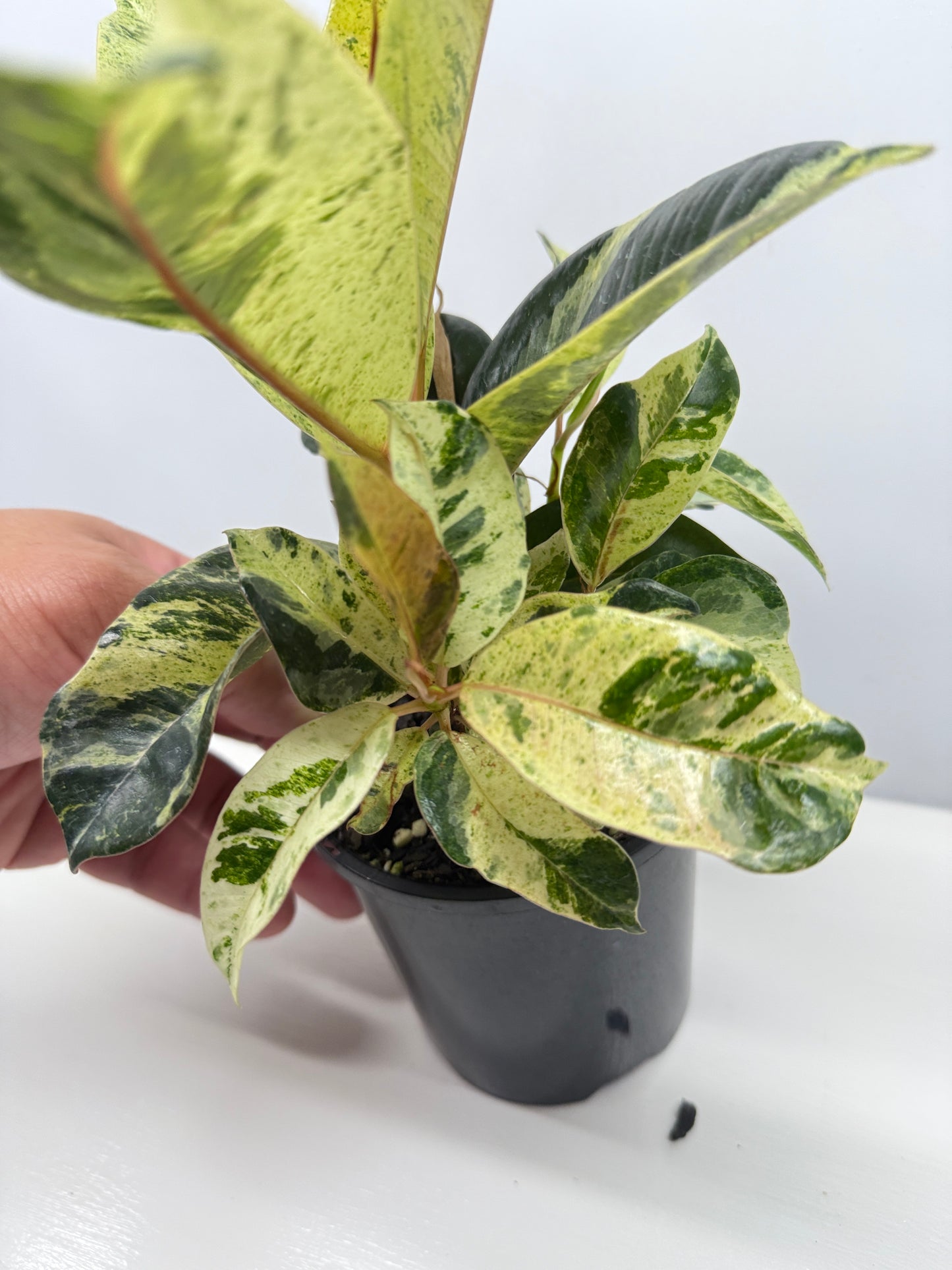 Ficus Shivereana Y23