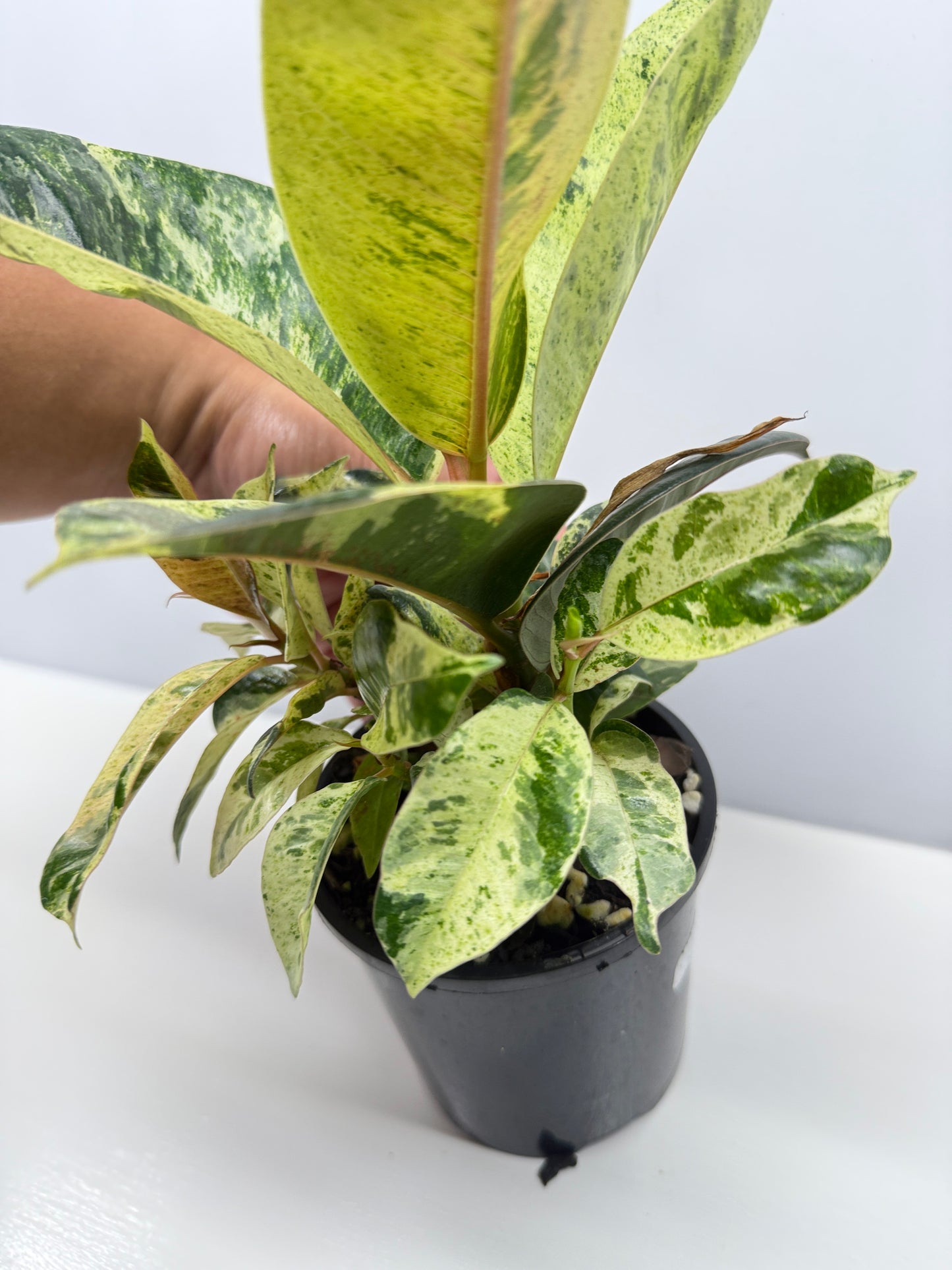 Ficus Shivereana Y23