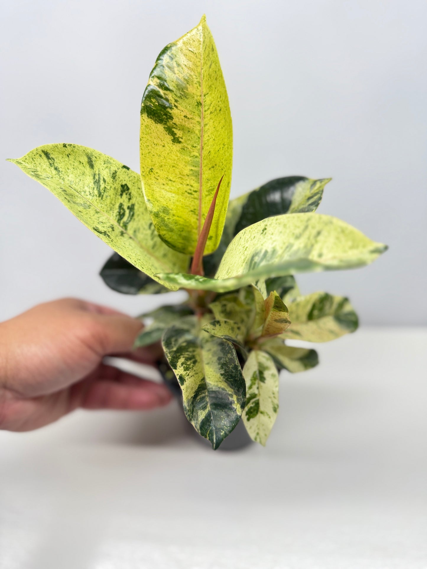 Ficus Shivereana Y23