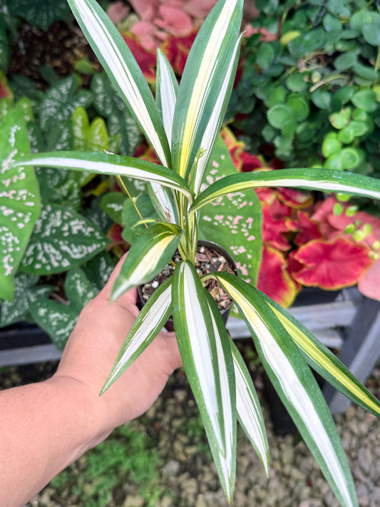 Chlorophytum capense Variegata aka 'Variegated Spider Plant' P65