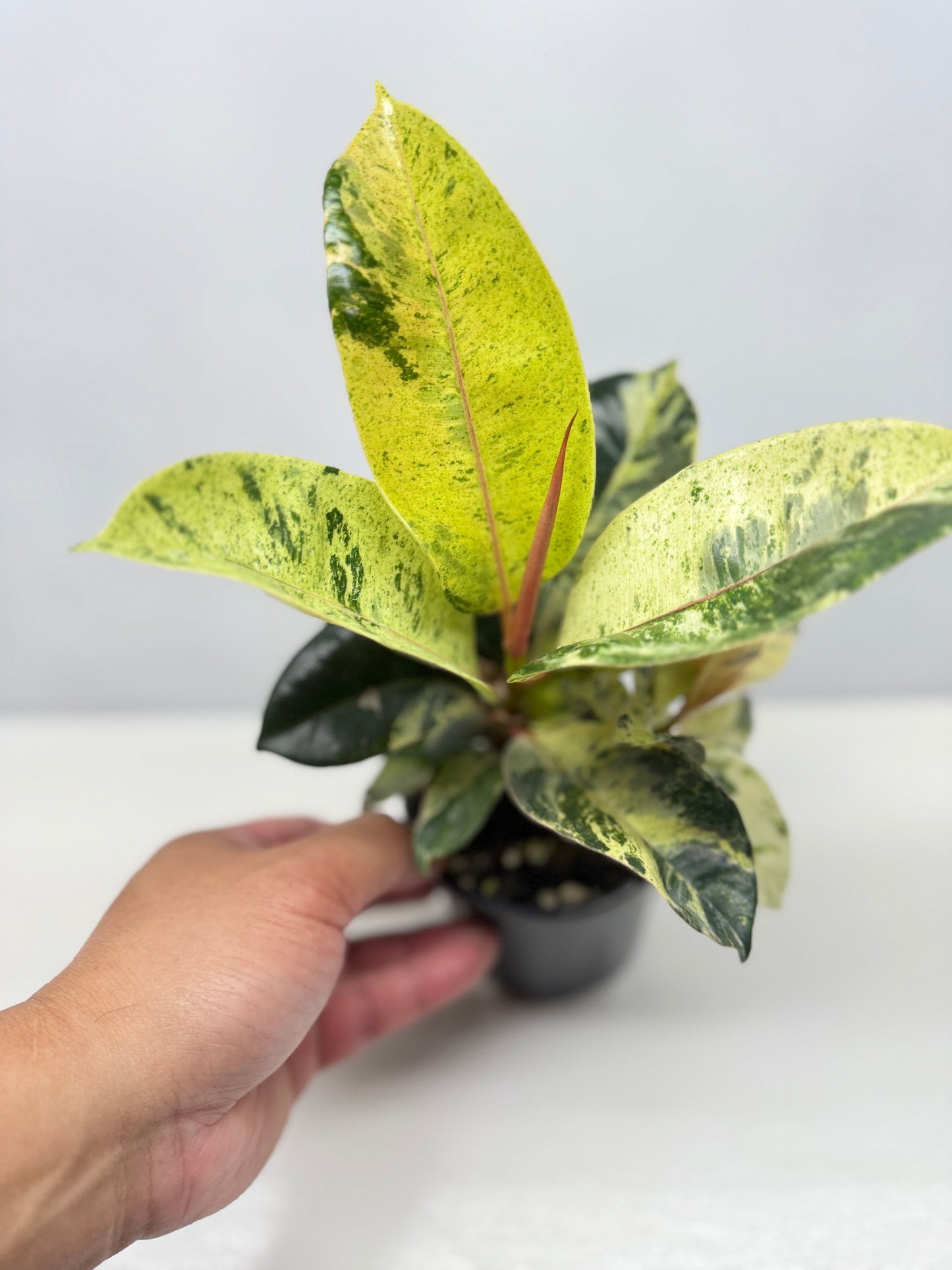 Ficus Shivereana Y23
