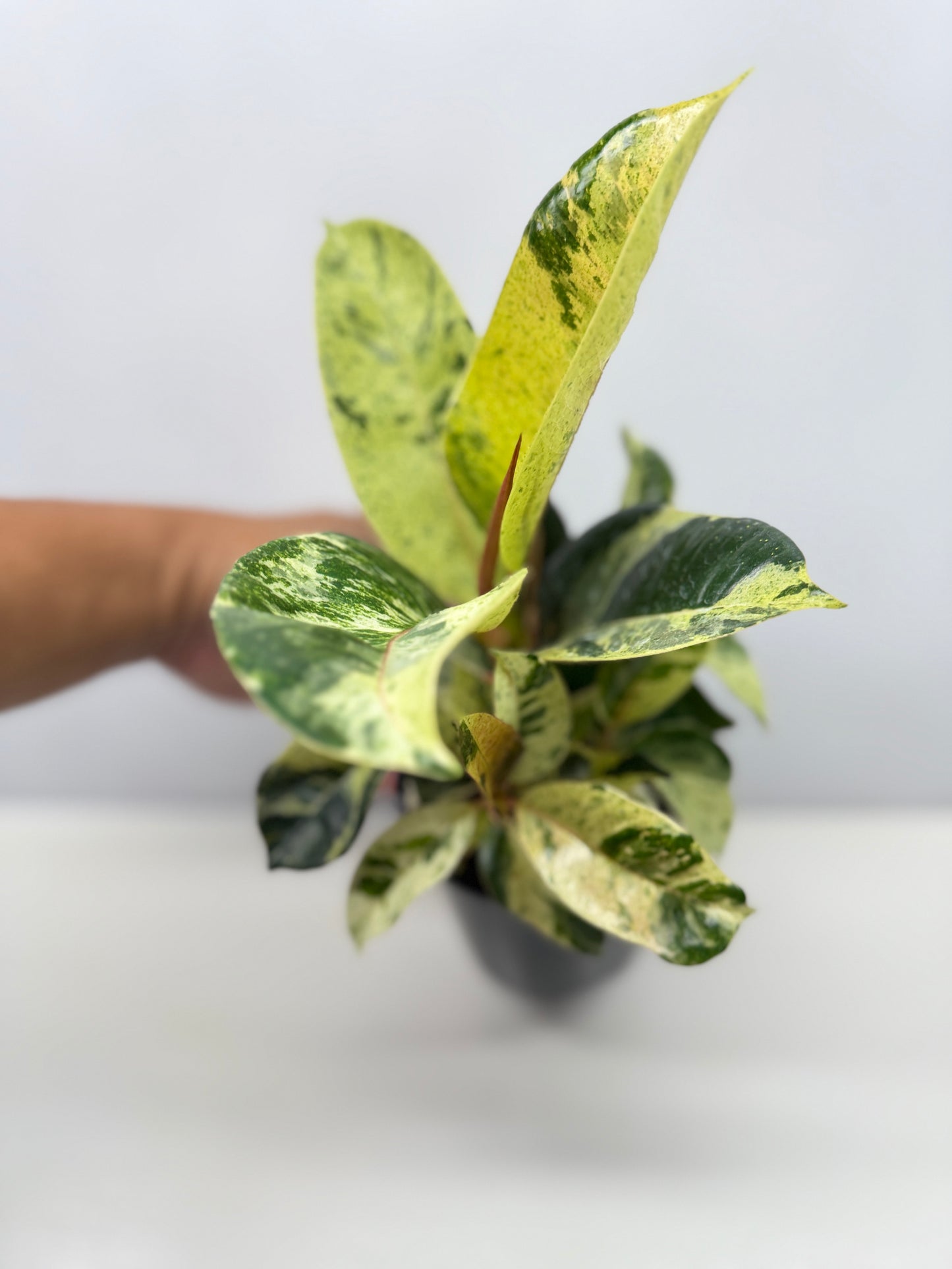 Ficus Shivereana Y23