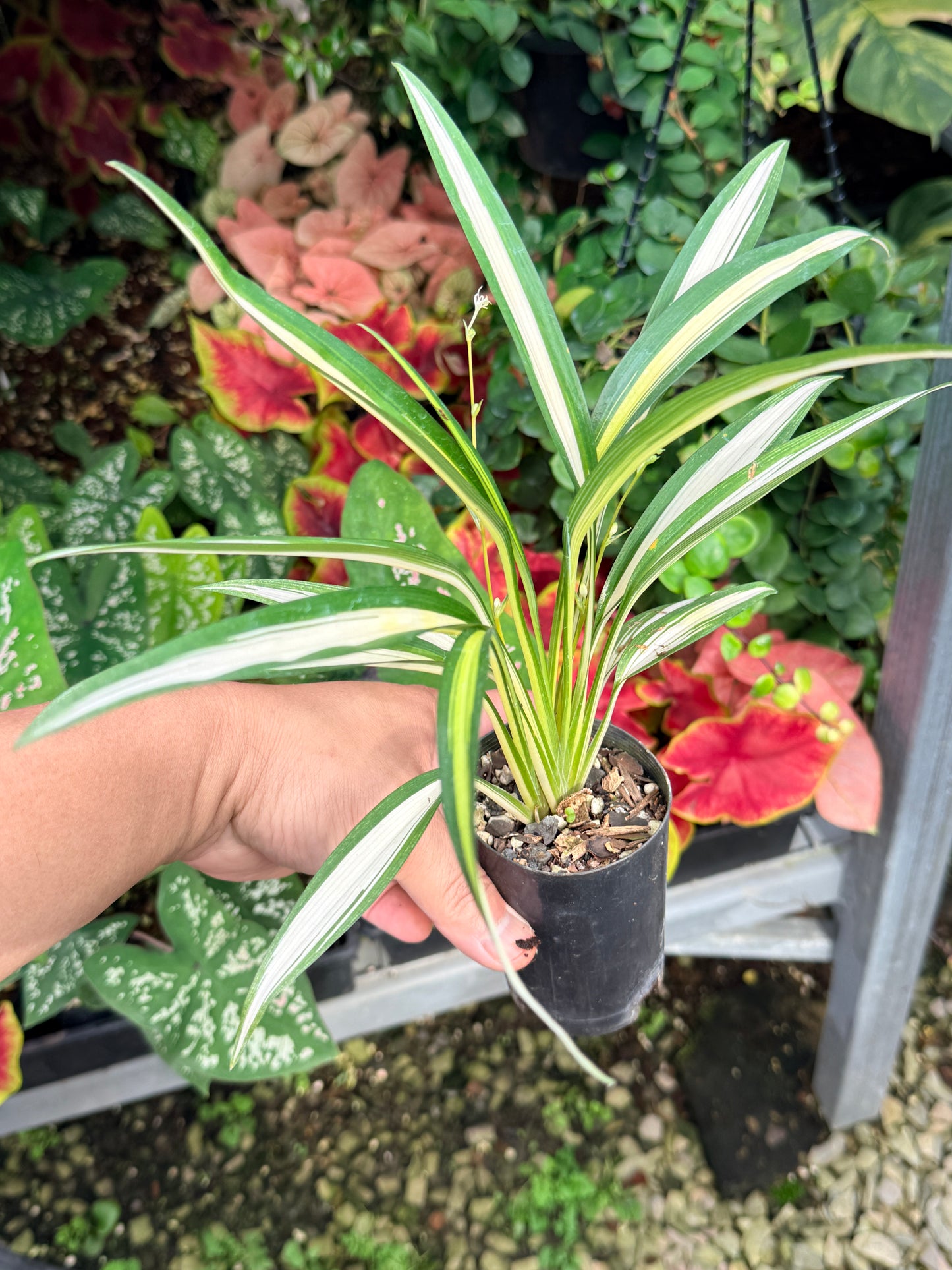 Chlorophytum capense Variegata aka 'Variegated Spider Plant' P65