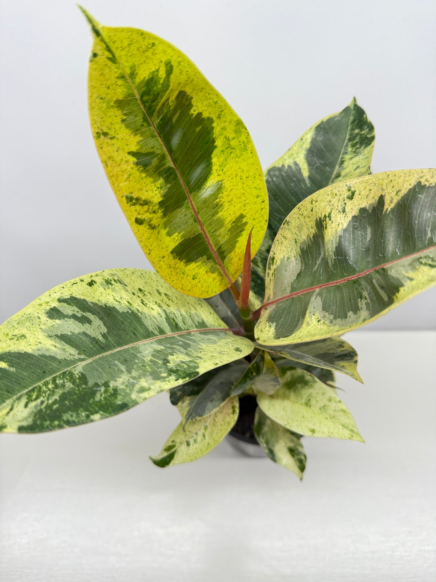Ficus Shivereana Y22