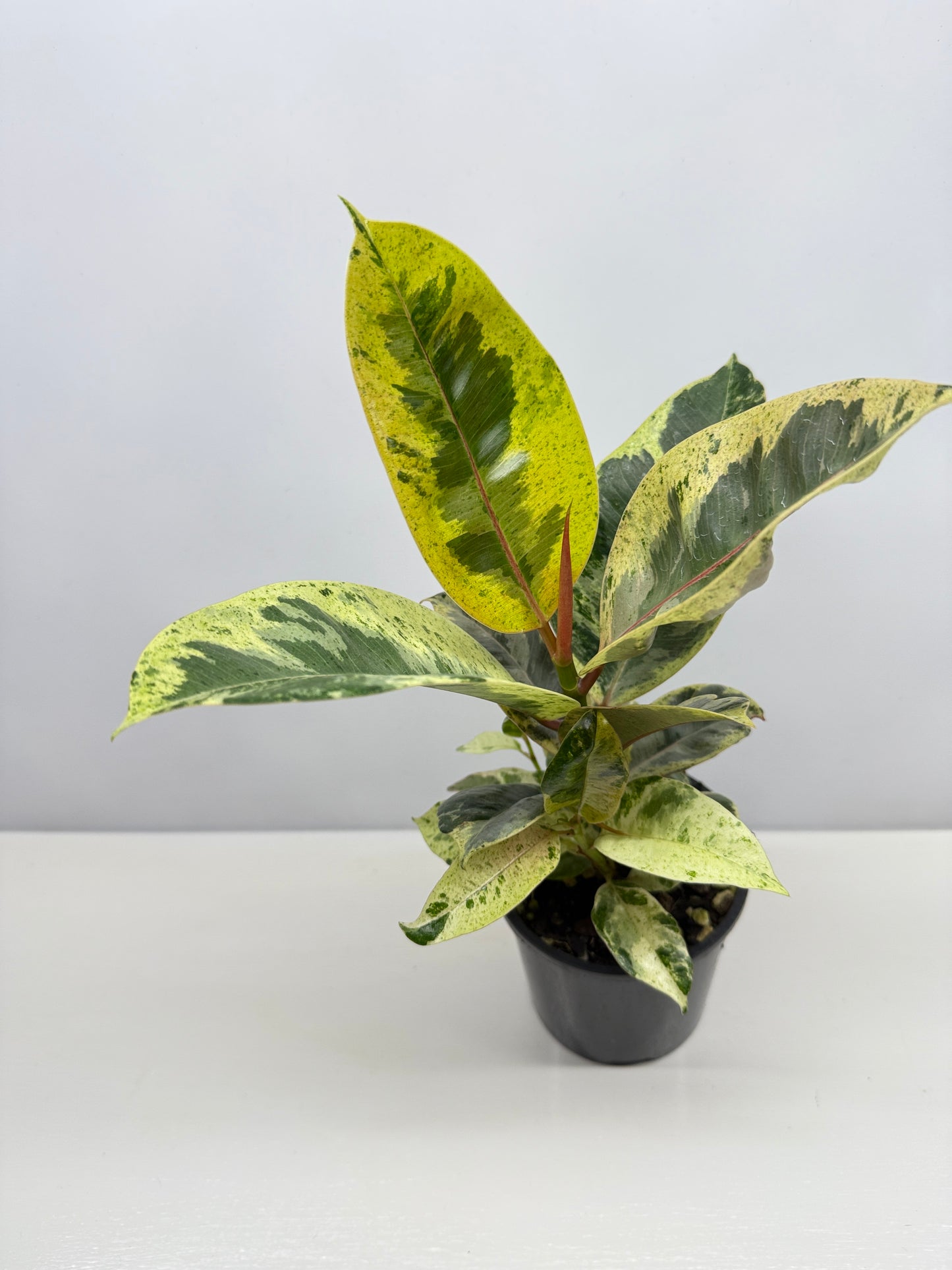 Ficus Shivereana Y22