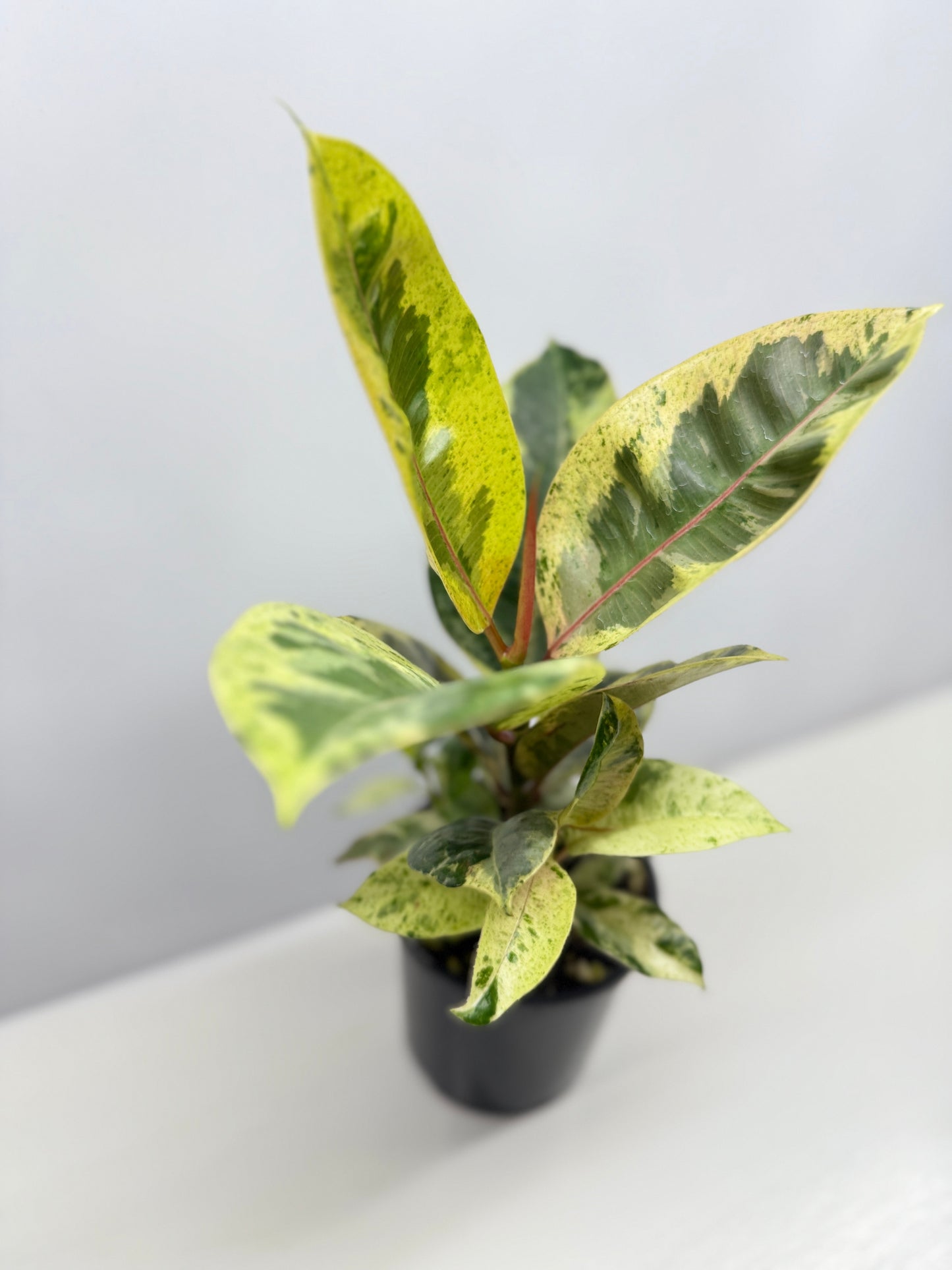 Ficus Shivereana Y22