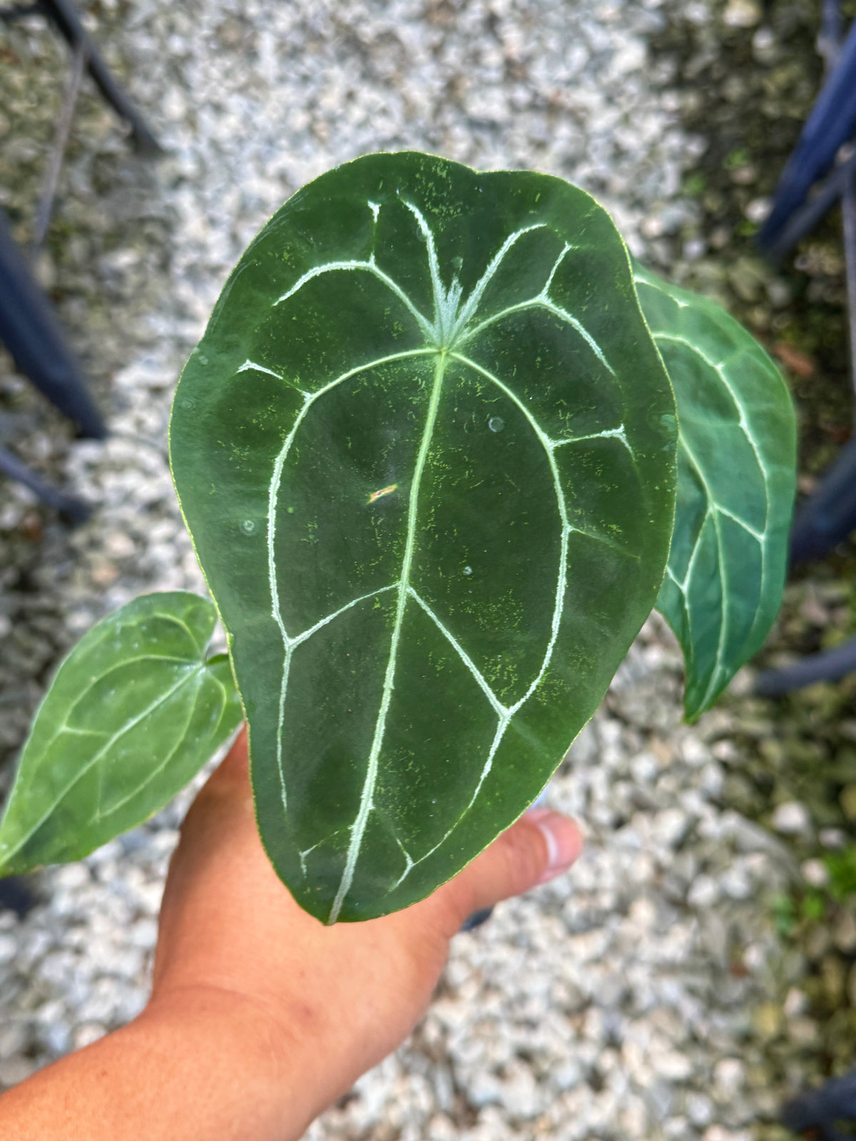 Anthurium Forgetii Hybrid U84