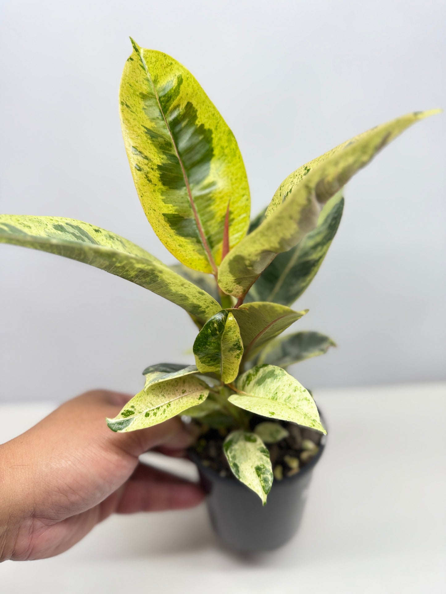 Ficus Shivereana Y22