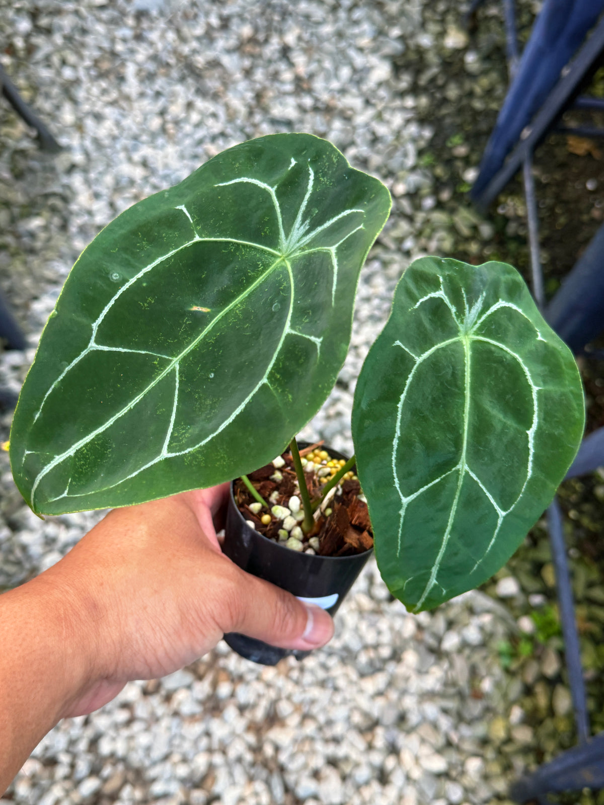 Anthurium Forgetii Hybrid U84