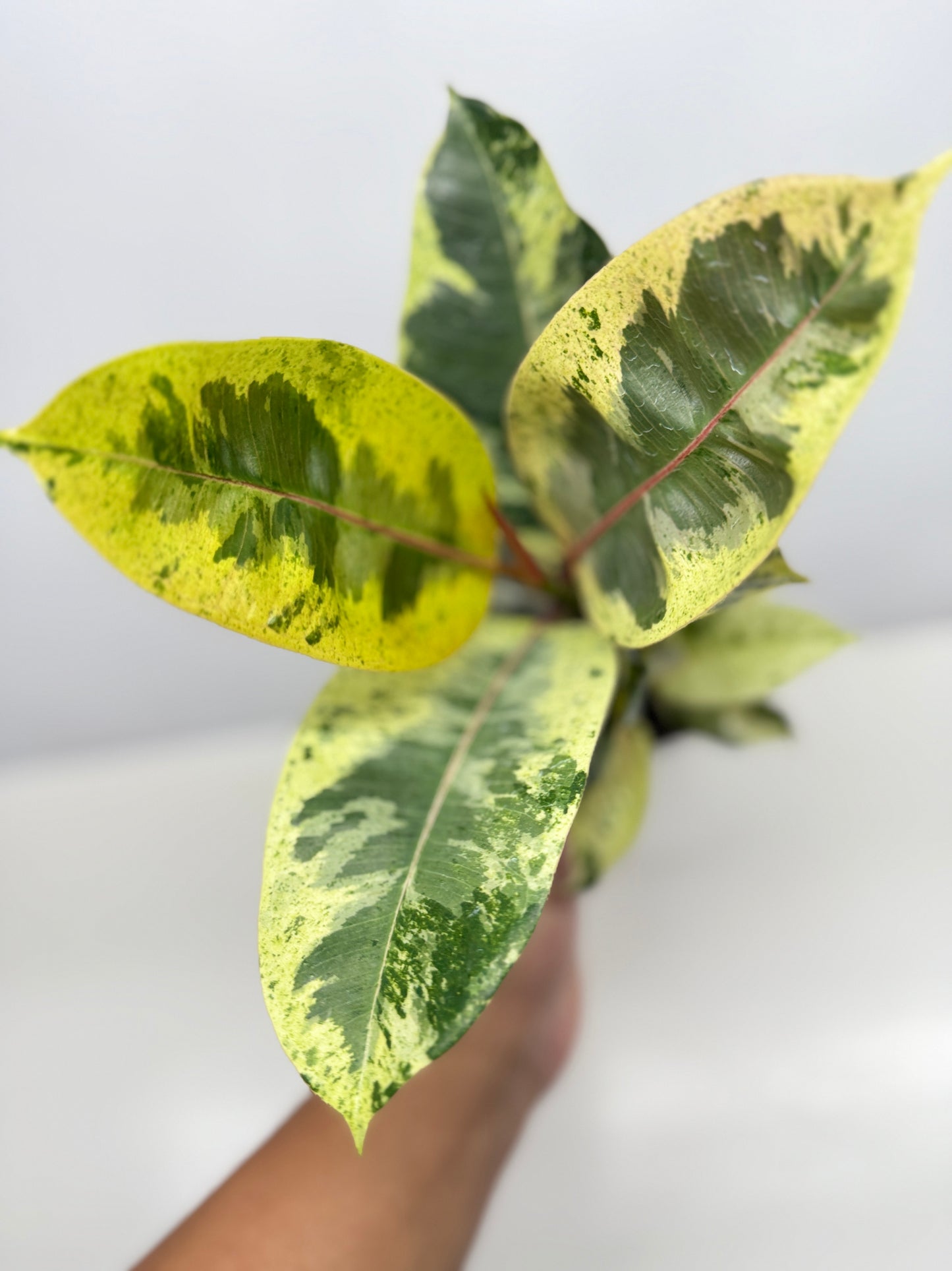 Ficus Shivereana Y22