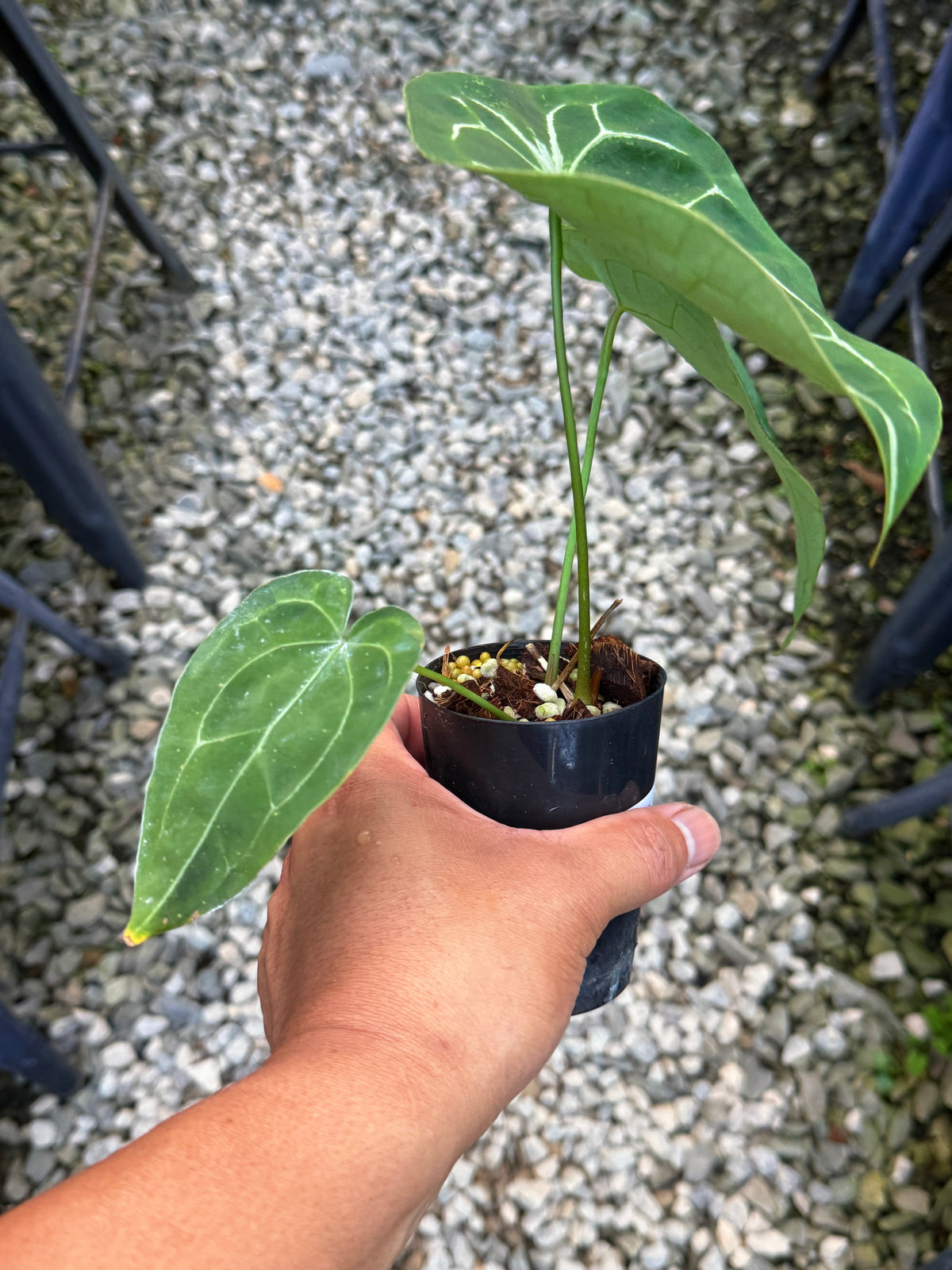 Anthurium Forgetii Hybrid U84