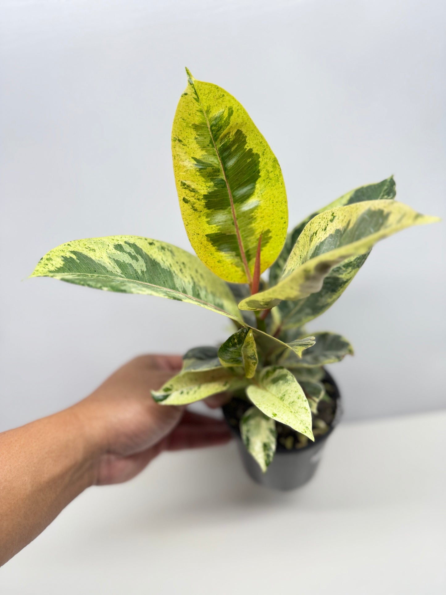 Ficus Shivereana Y22