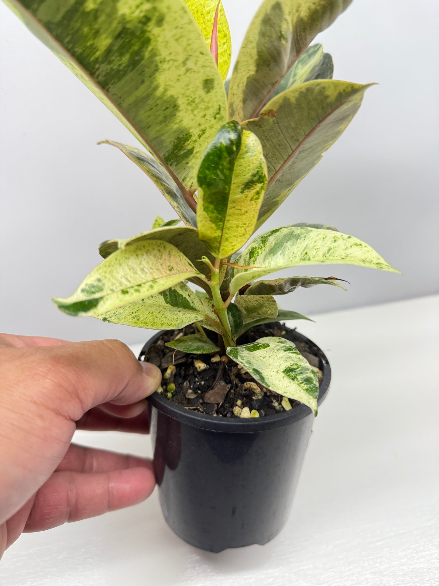 Ficus Shivereana Y22