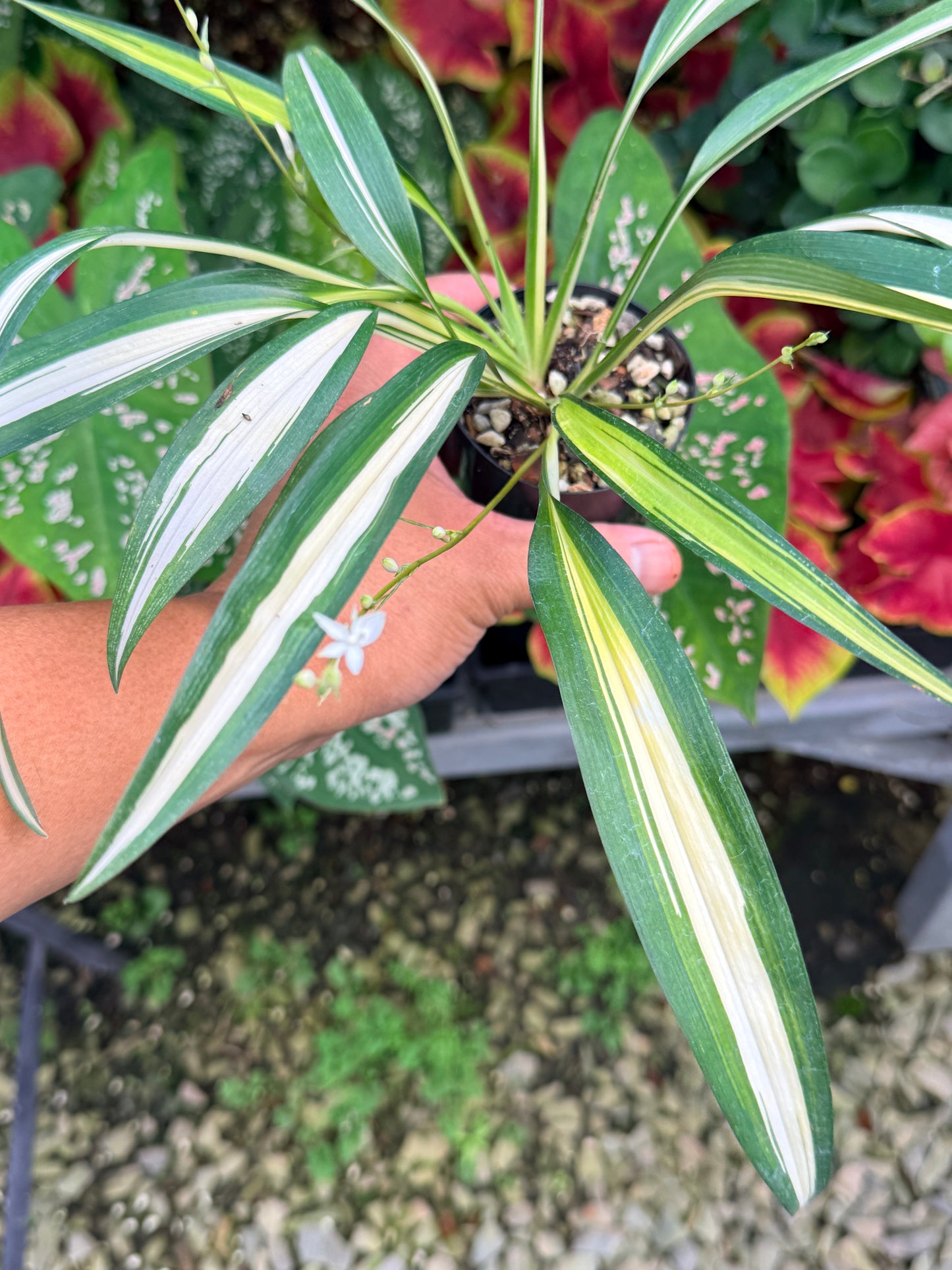Chlorophytum capense Variegata aka 'Variegated Spider Plant' M25