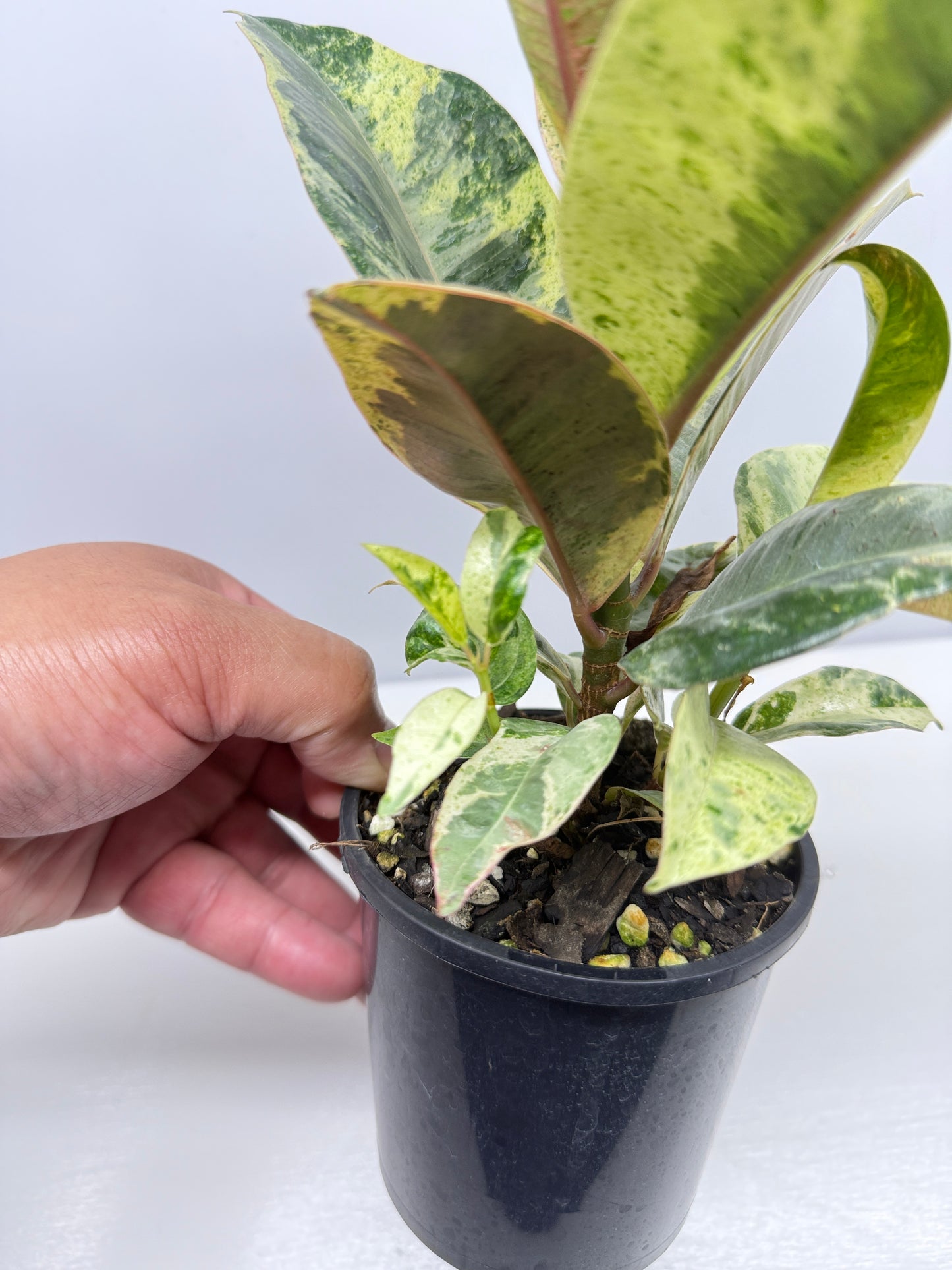 Ficus Shivereana Y22