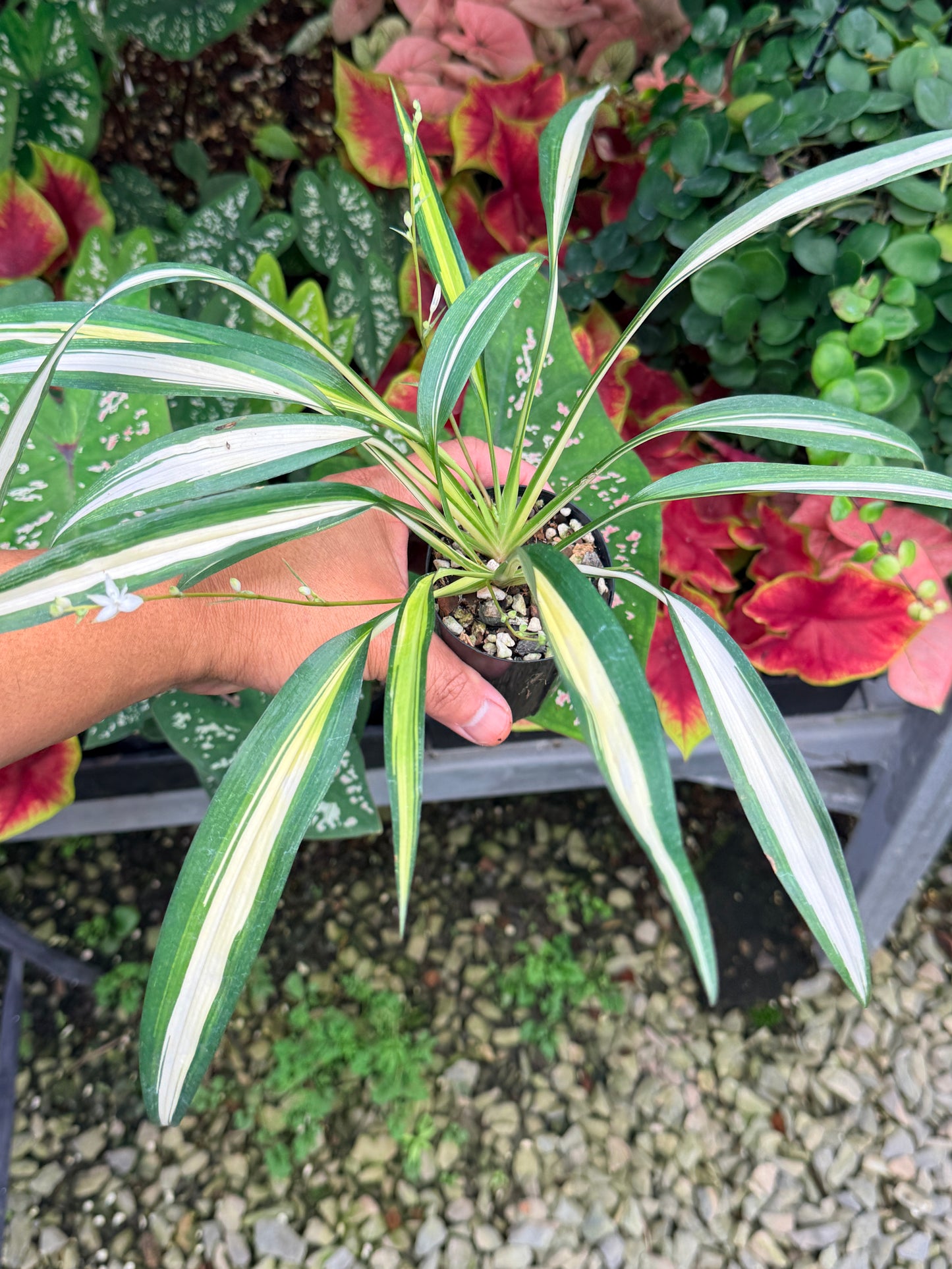 Chlorophytum capense Variegata aka 'Variegated Spider Plant' M25