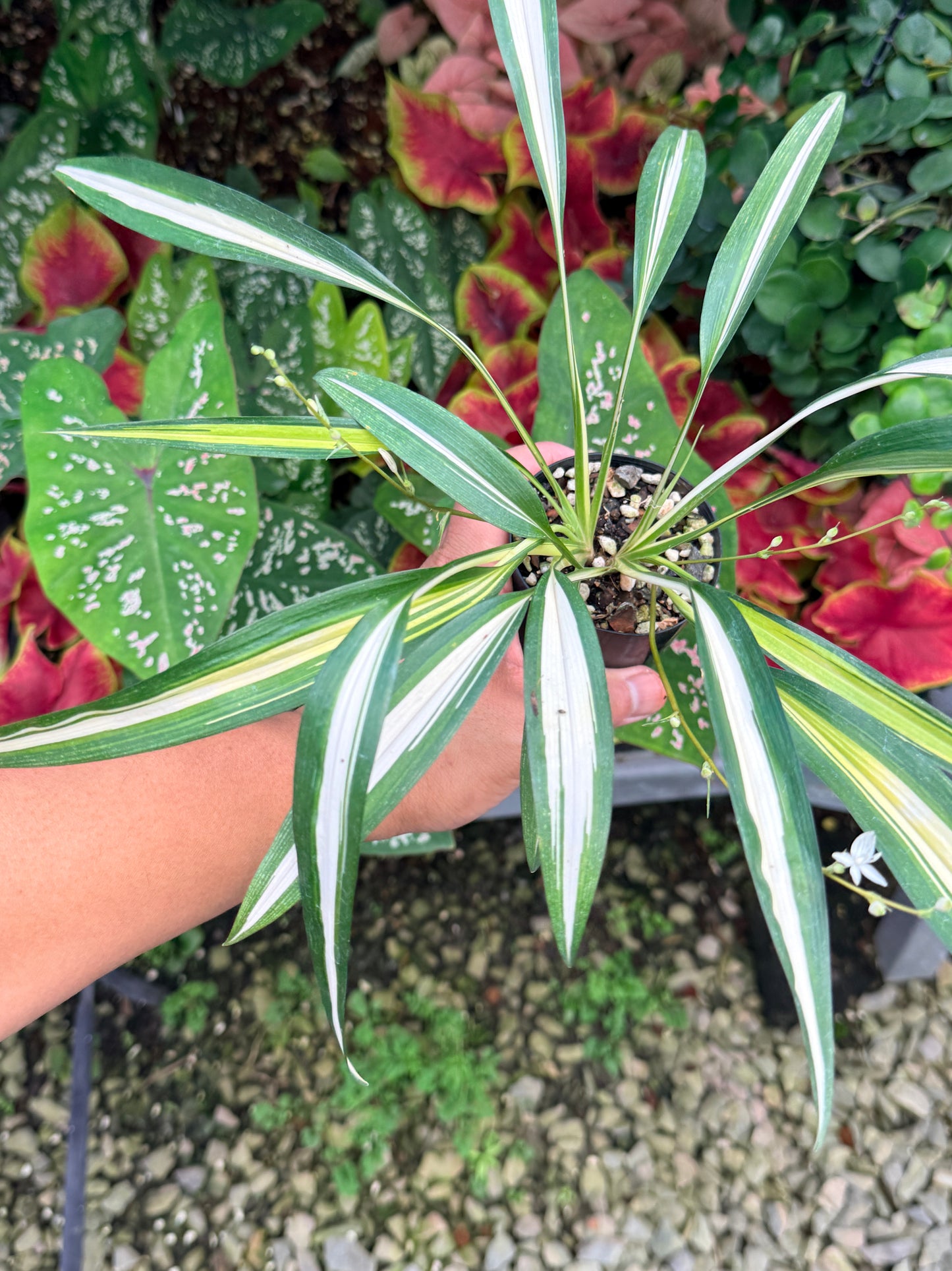 Chlorophytum capense Variegata aka 'Variegated Spider Plant' M25
