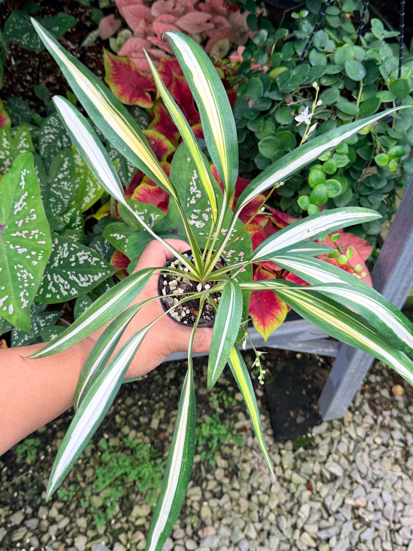 Chlorophytum capense Variegata aka 'Variegated Spider Plant' M25