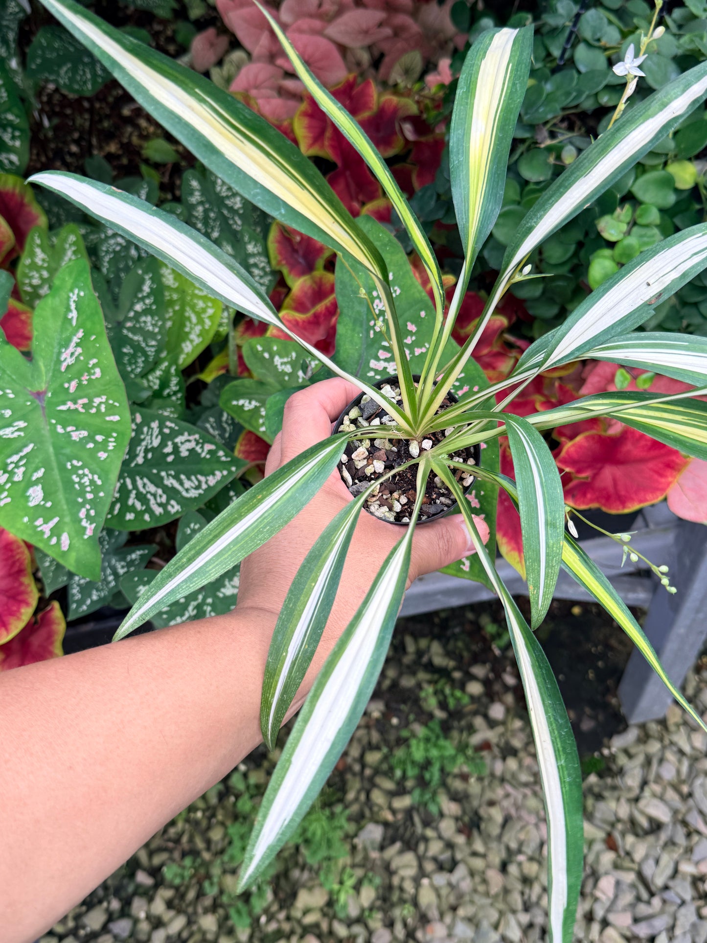 Chlorophytum capense Variegata aka 'Variegated Spider Plant' M25