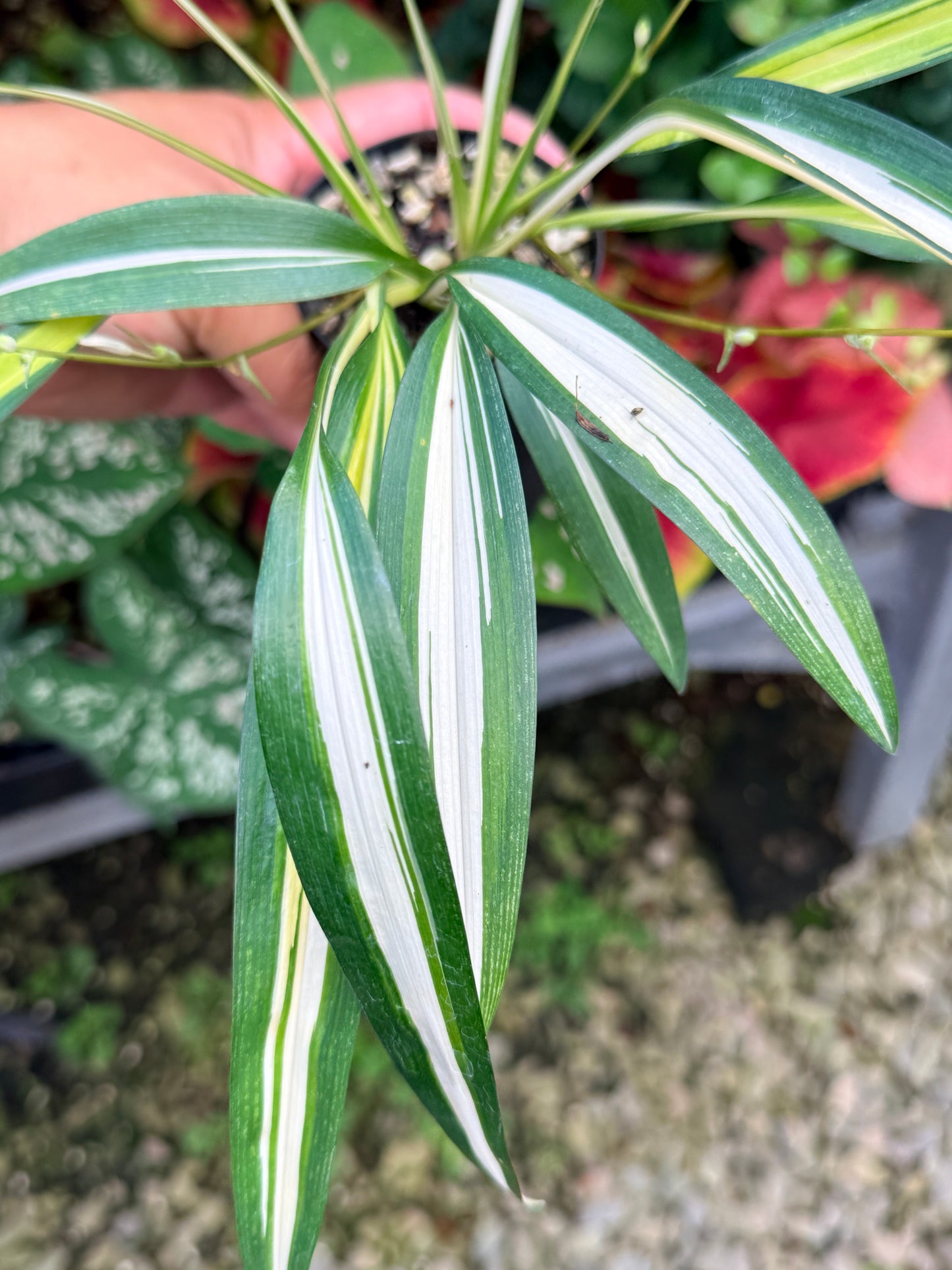 Chlorophytum capense Variegata aka 'Variegated Spider Plant' M25