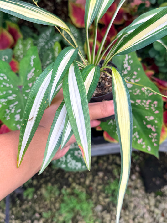 Chlorophytum capense Variegata aka 'Variegated Spider Plant' M26