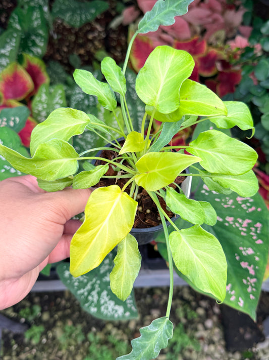 Philodendron Xanadu Variegated M27