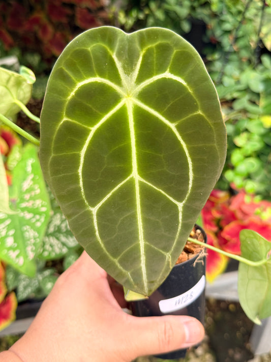 Anthurium Hybrid M28