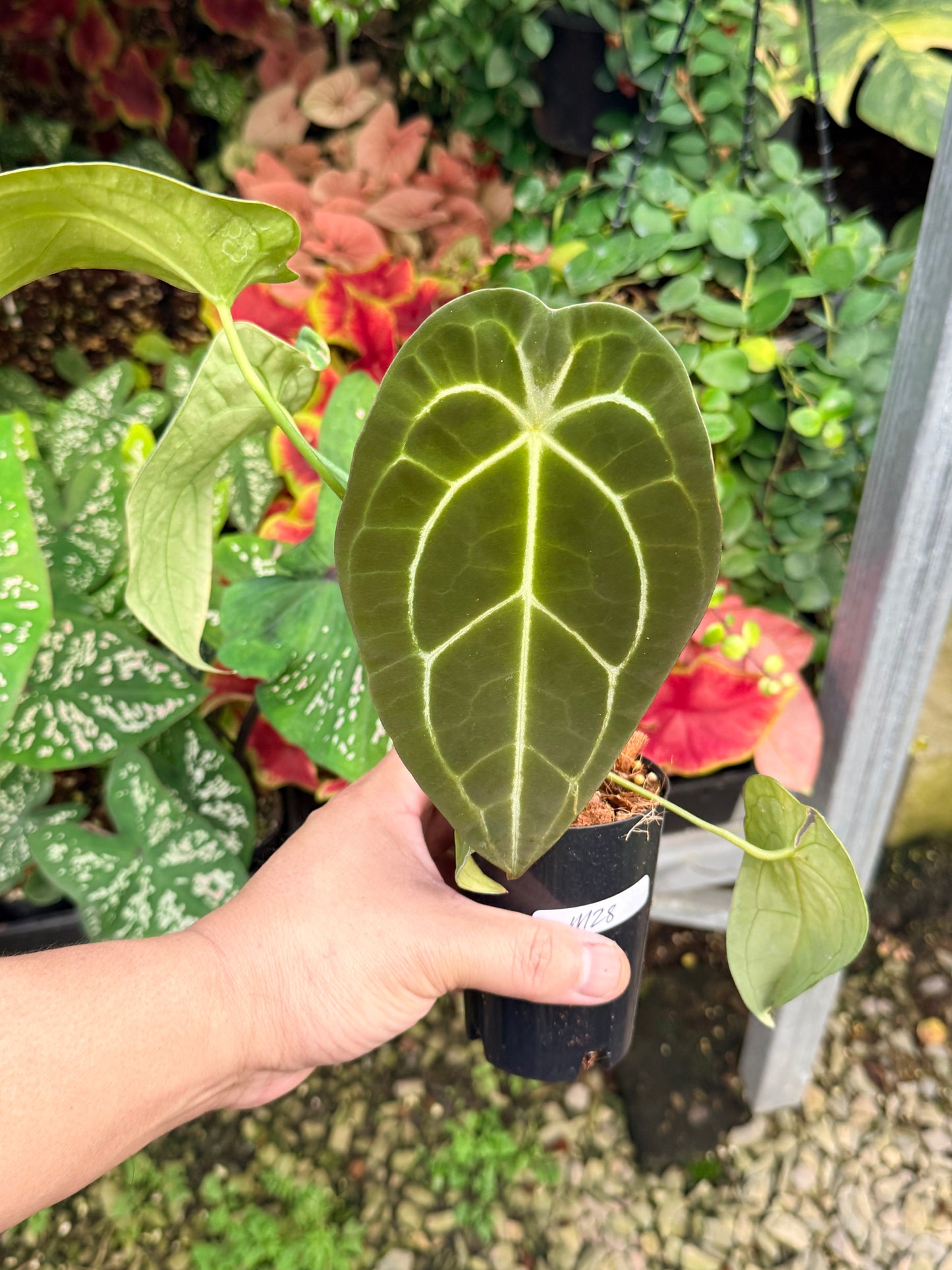 Anthurium Hybrid M28