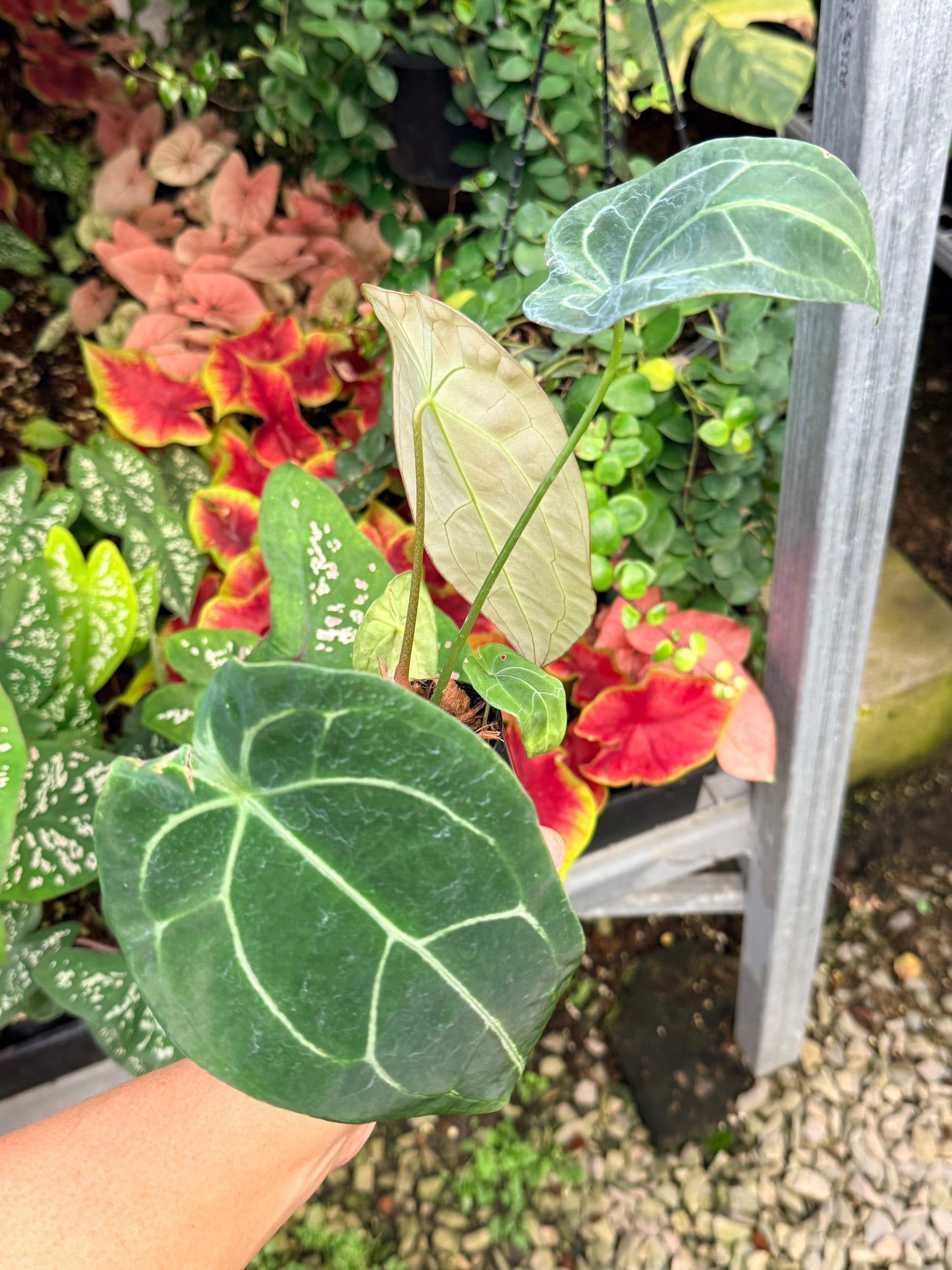 Anthurium Hybrid M28