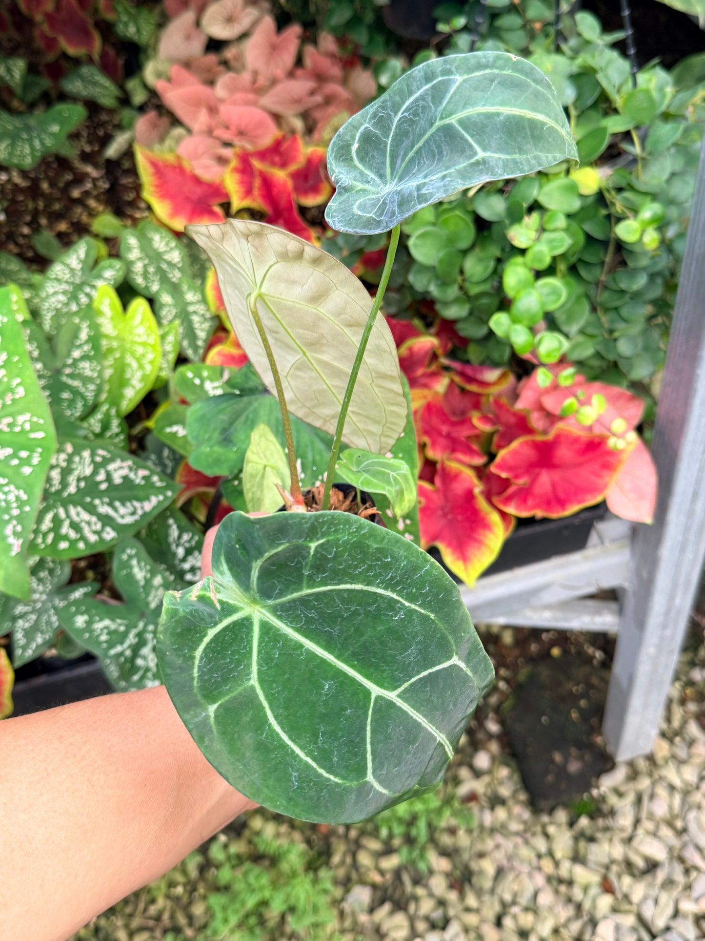 Anthurium Hybrid M28