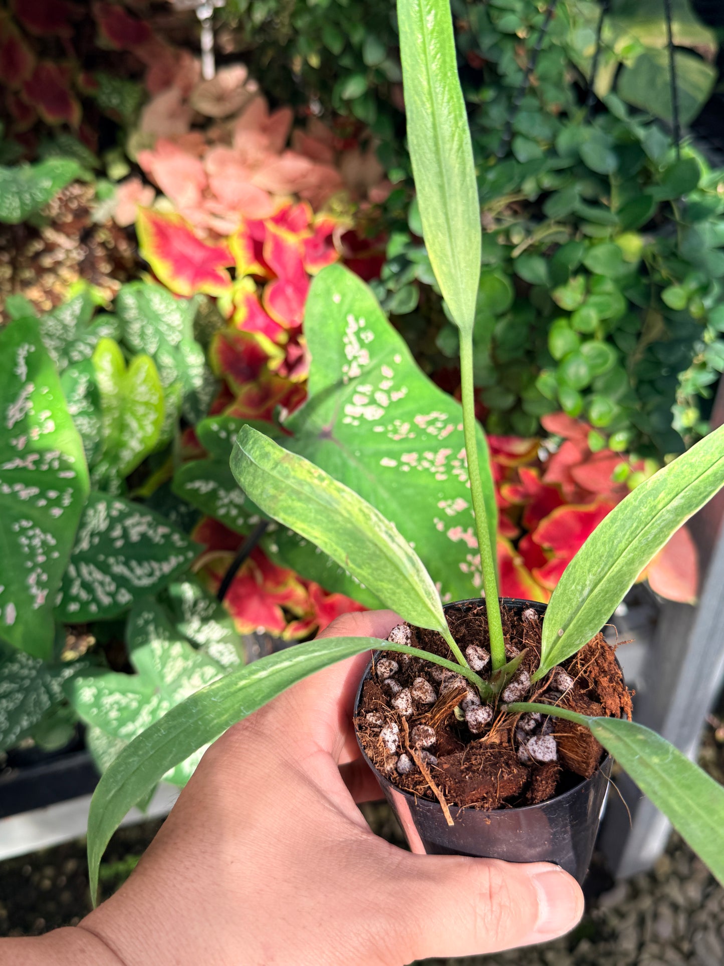 Anthurium vittariifolium Variegata M29