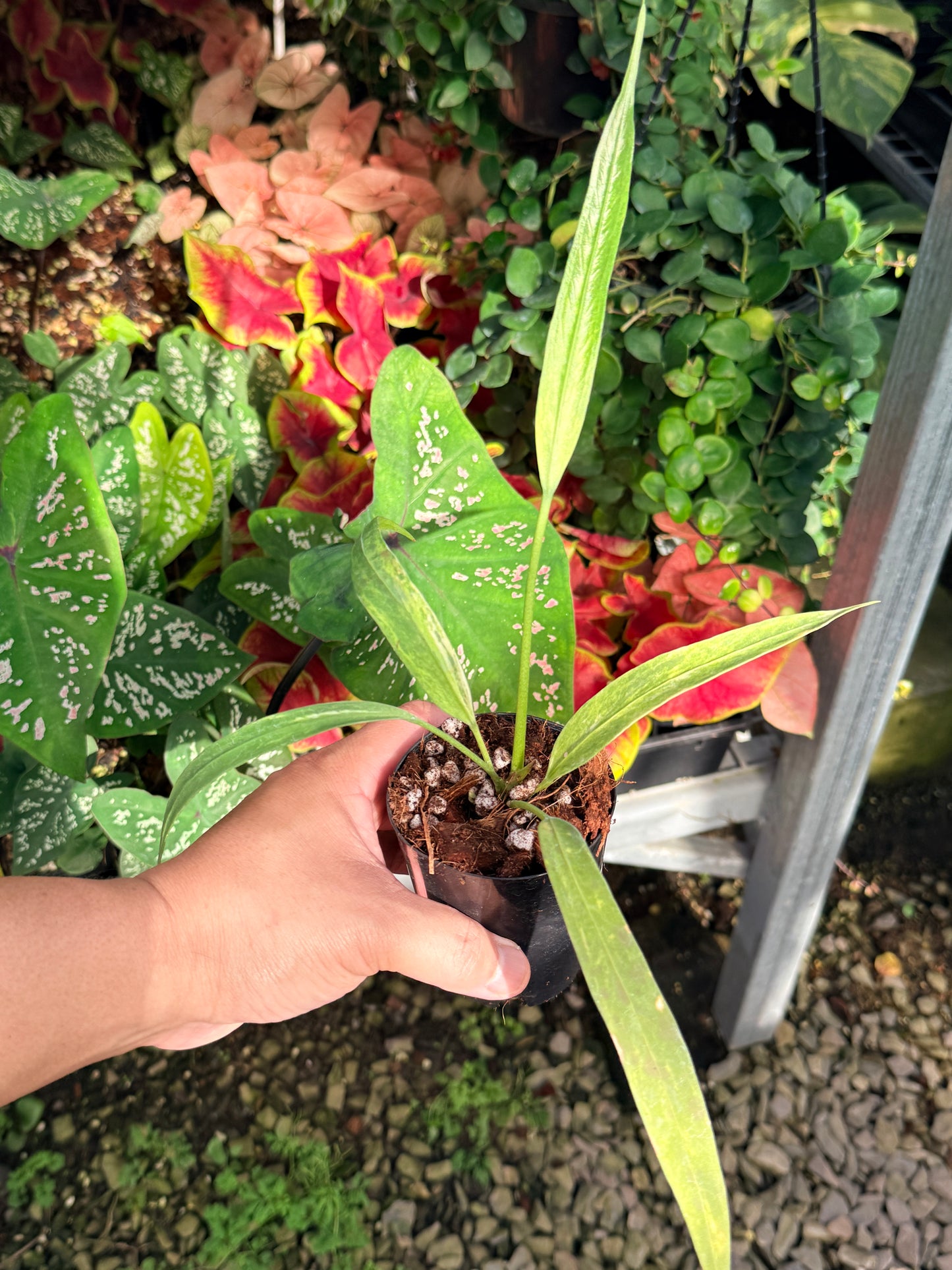 Anthurium vittariifolium Variegata M29